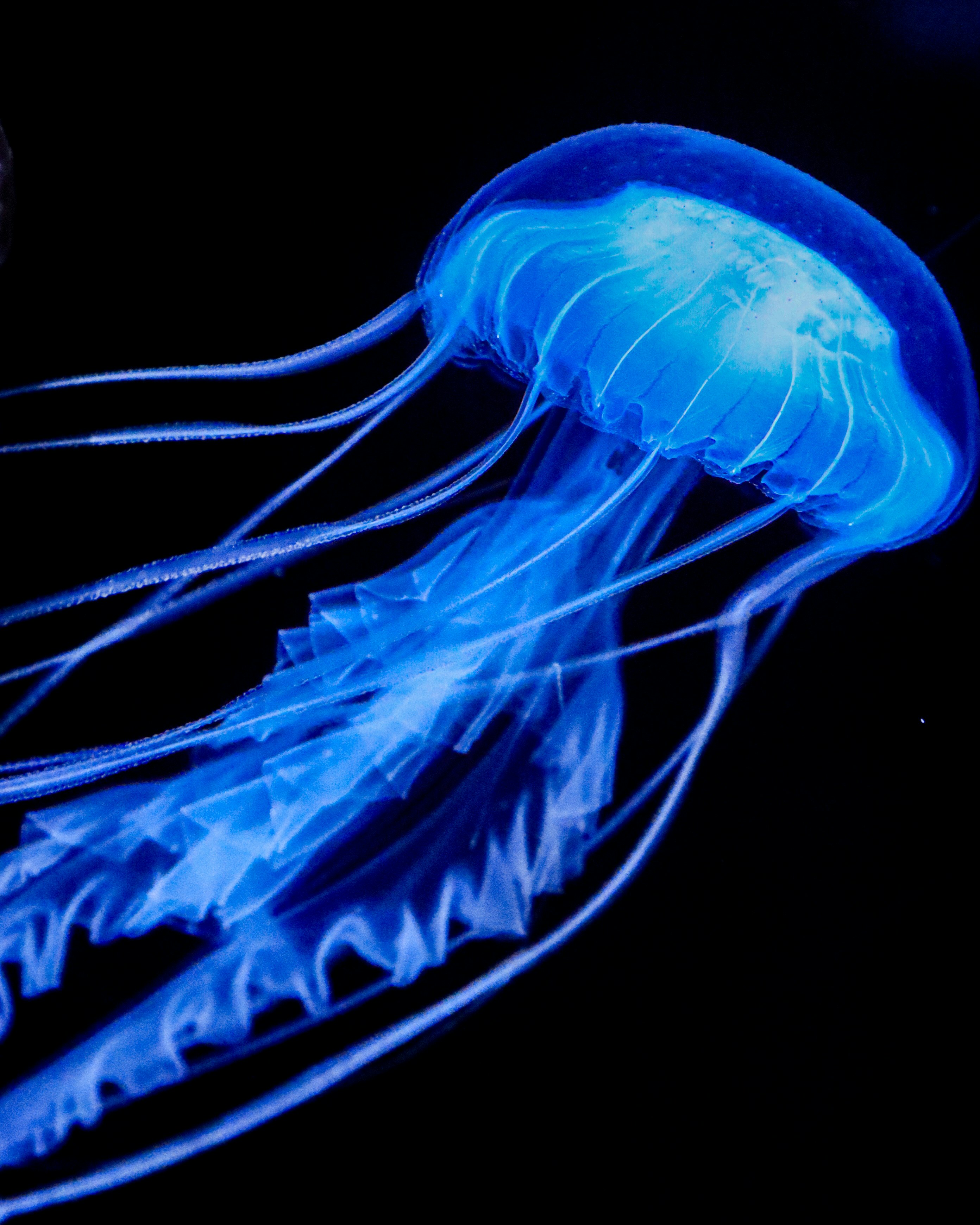 青いクラゲのような発光生物の幻想的なシルエット