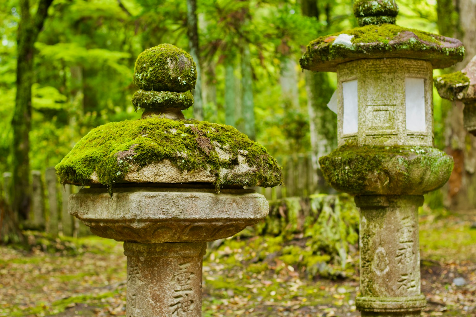 苔むした石灯籠が並ぶ緑豊かな森の風景