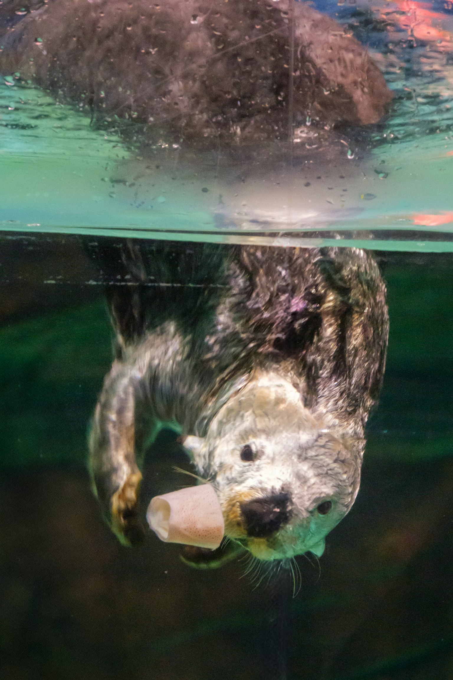 Nutria sosteniendo comida bajo el agua