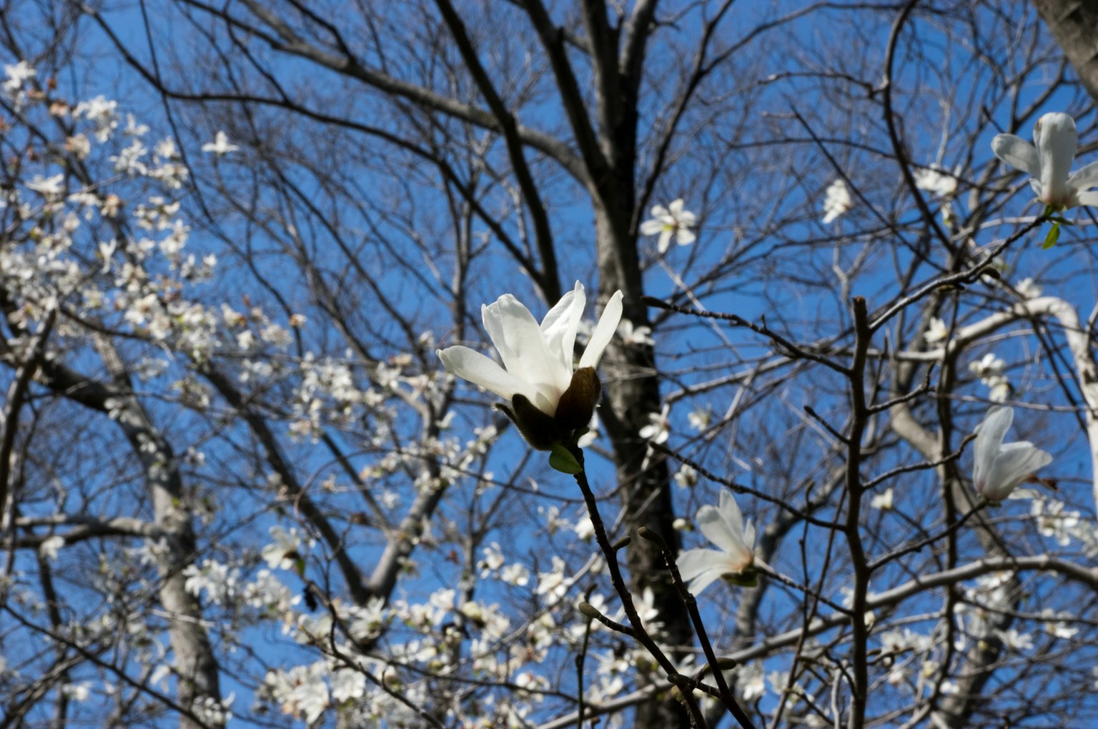 Äste eines Baumes mit weißen Blumen vor einem blauen Himmel