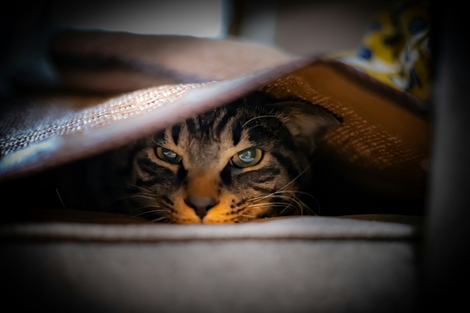 A cat peeking out from under a blanket with intense eyes