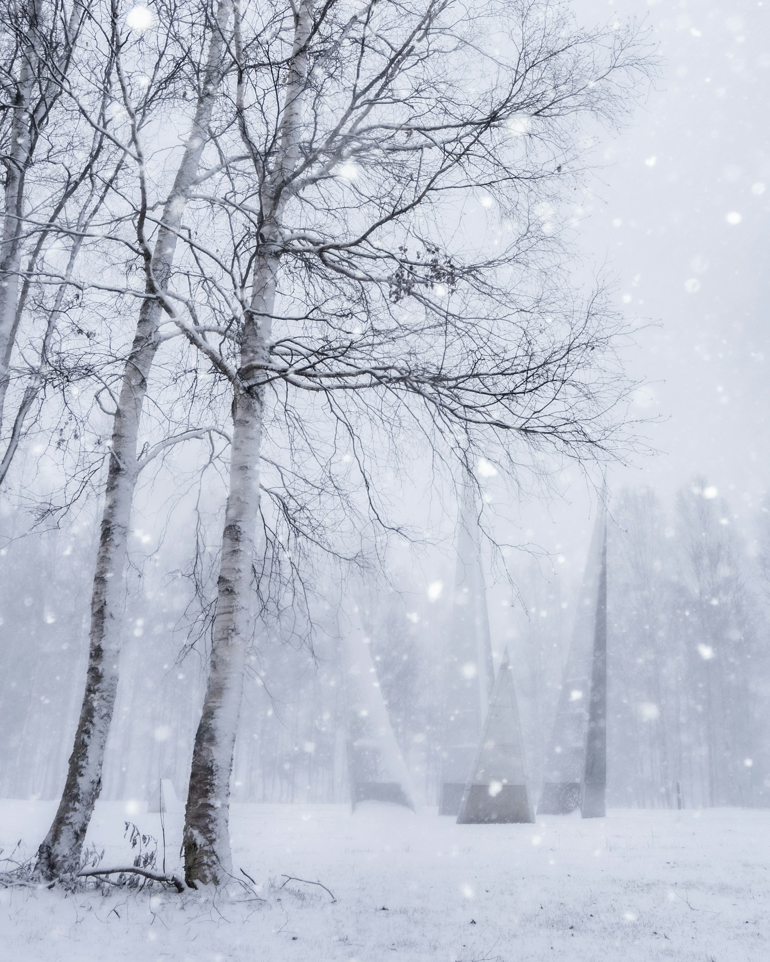 Birkenbäume im starken Schneefall mit verschwommenem Hintergrund
