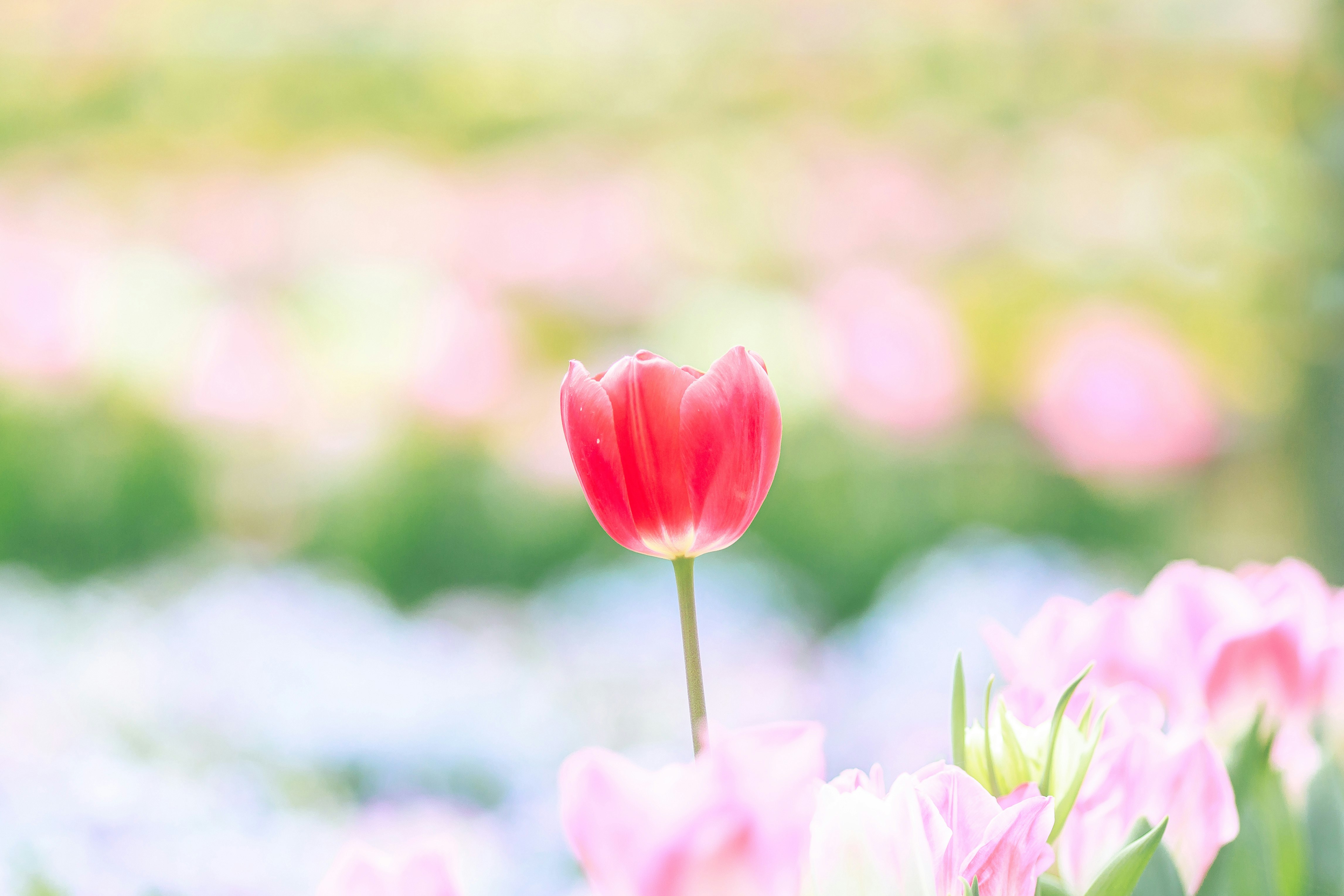 チューリップの花畑で咲く一輪のチューリップのアップ