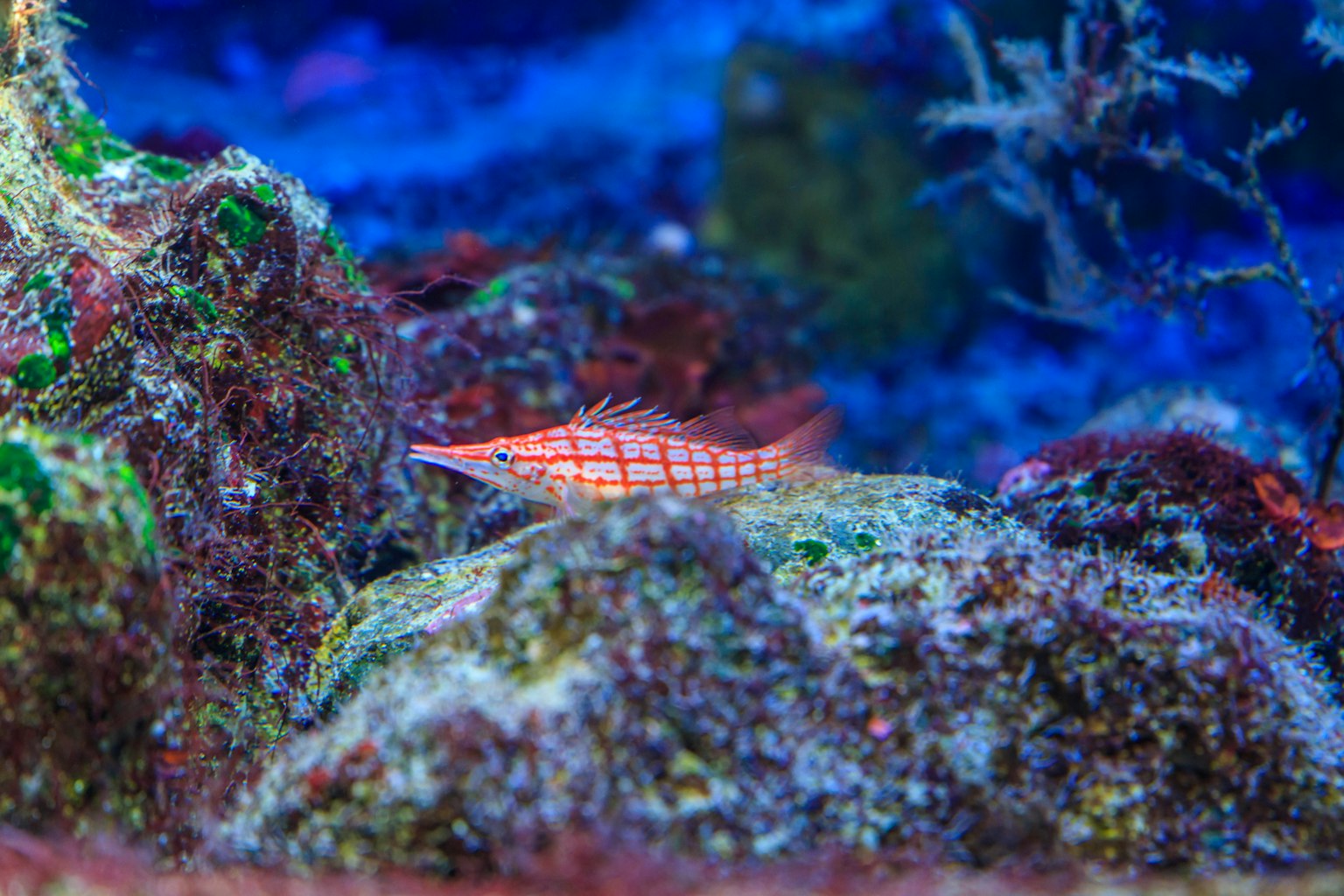 Pesce lungo e vibrante nascosto tra le rocce in un oceano blu