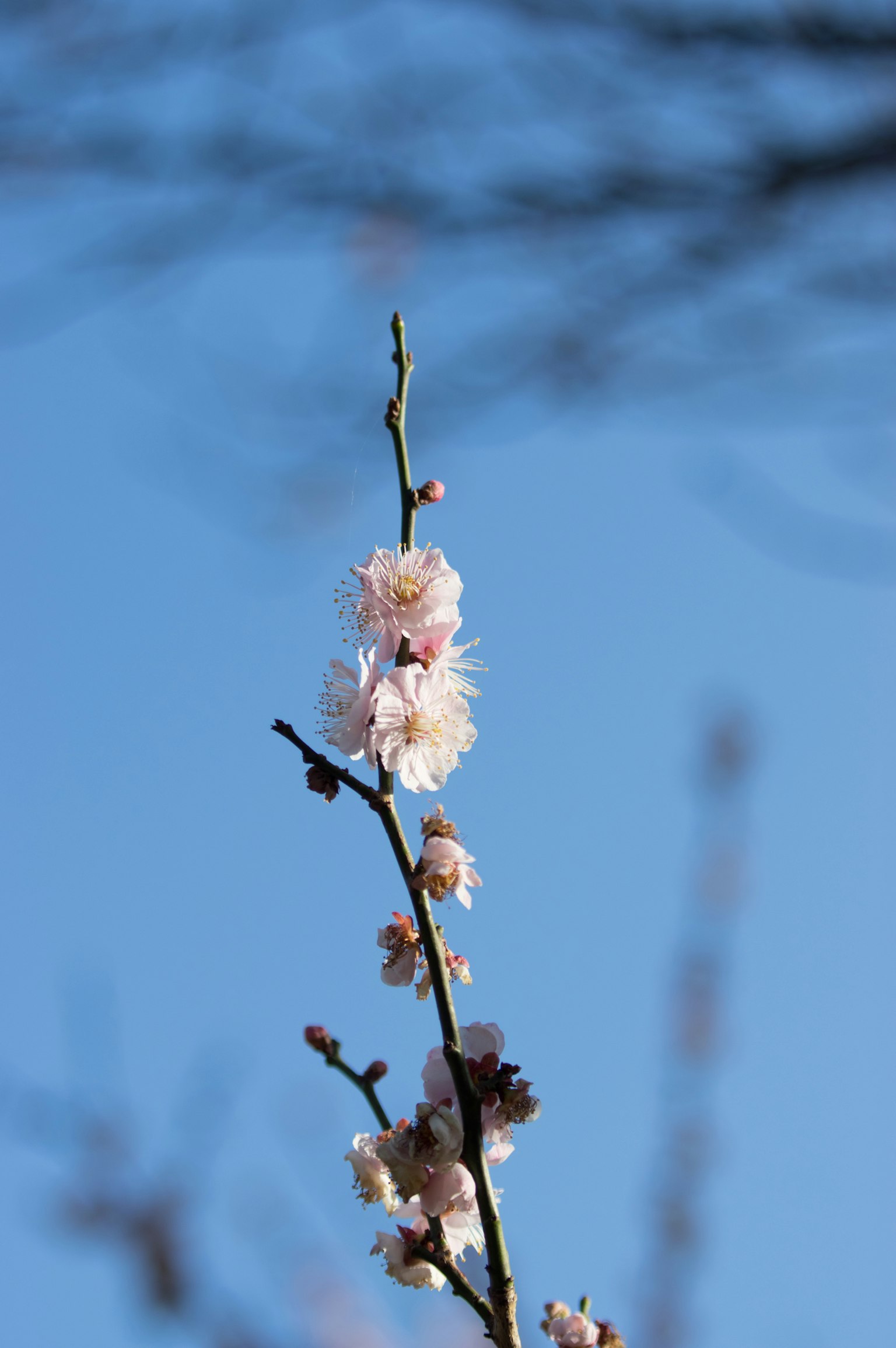 藍天下的梅花枝