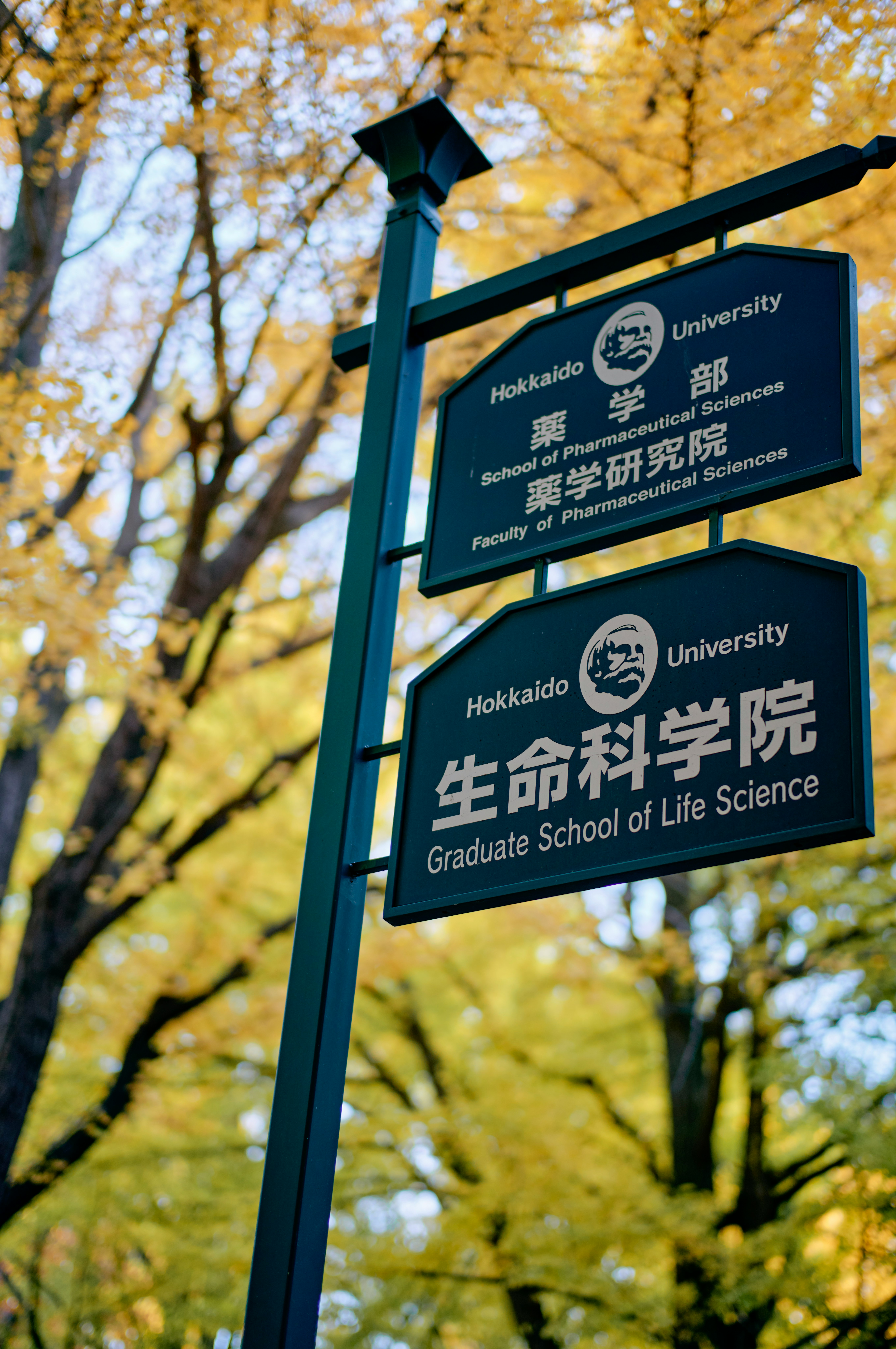 秋季树木成排旁的大学指示牌
