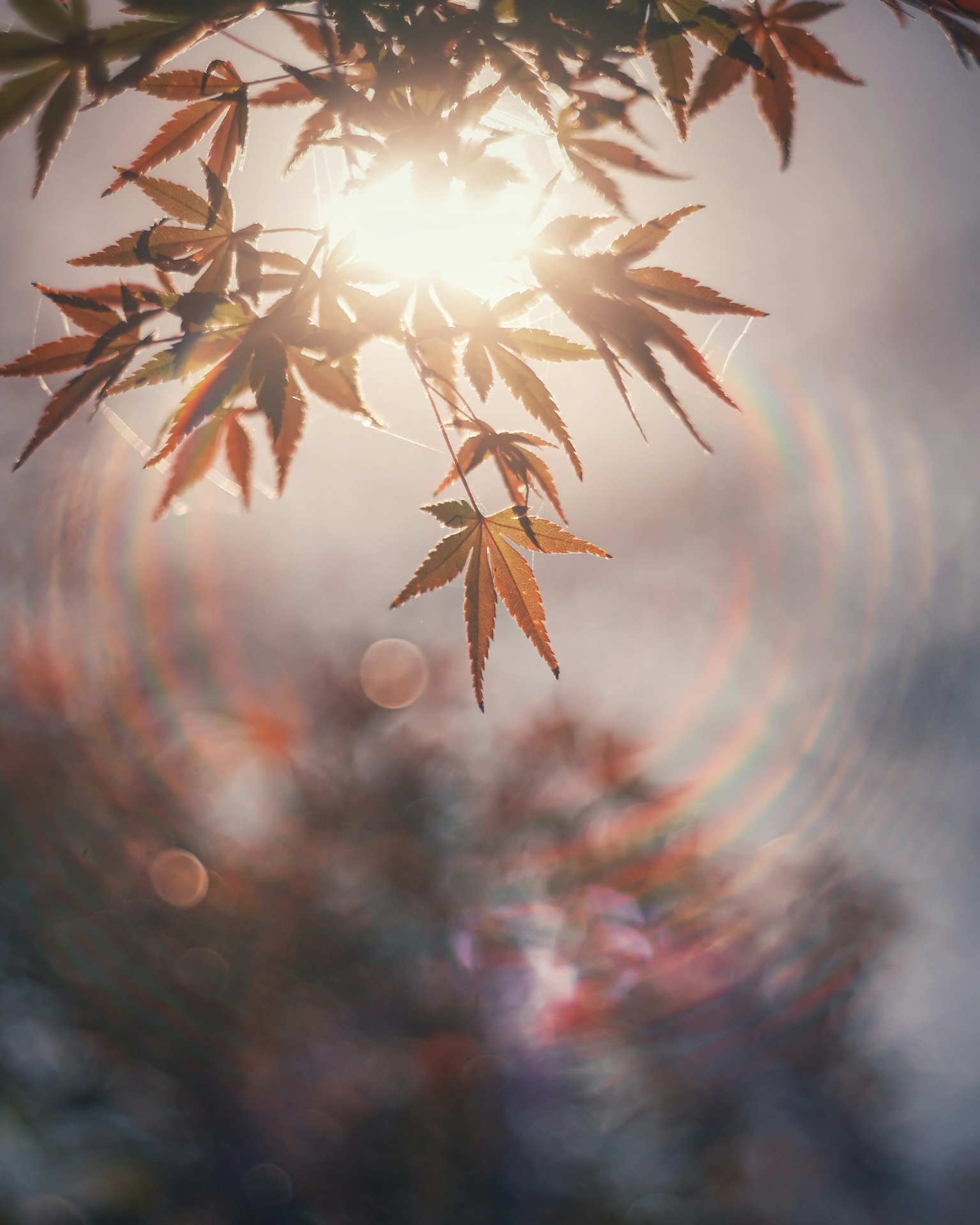 Foto macro di foglie rosse illuminate da una luce soffusa