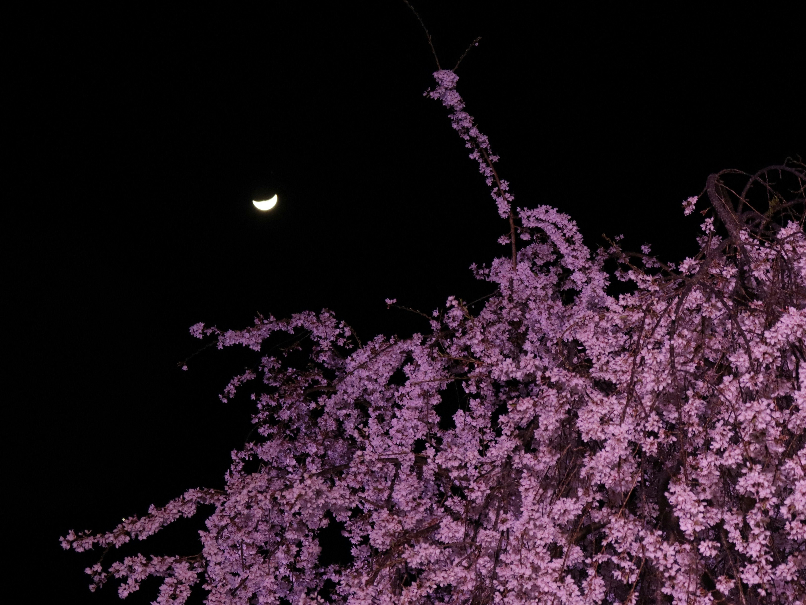 Moon in the night sky with blooming cherry blossoms