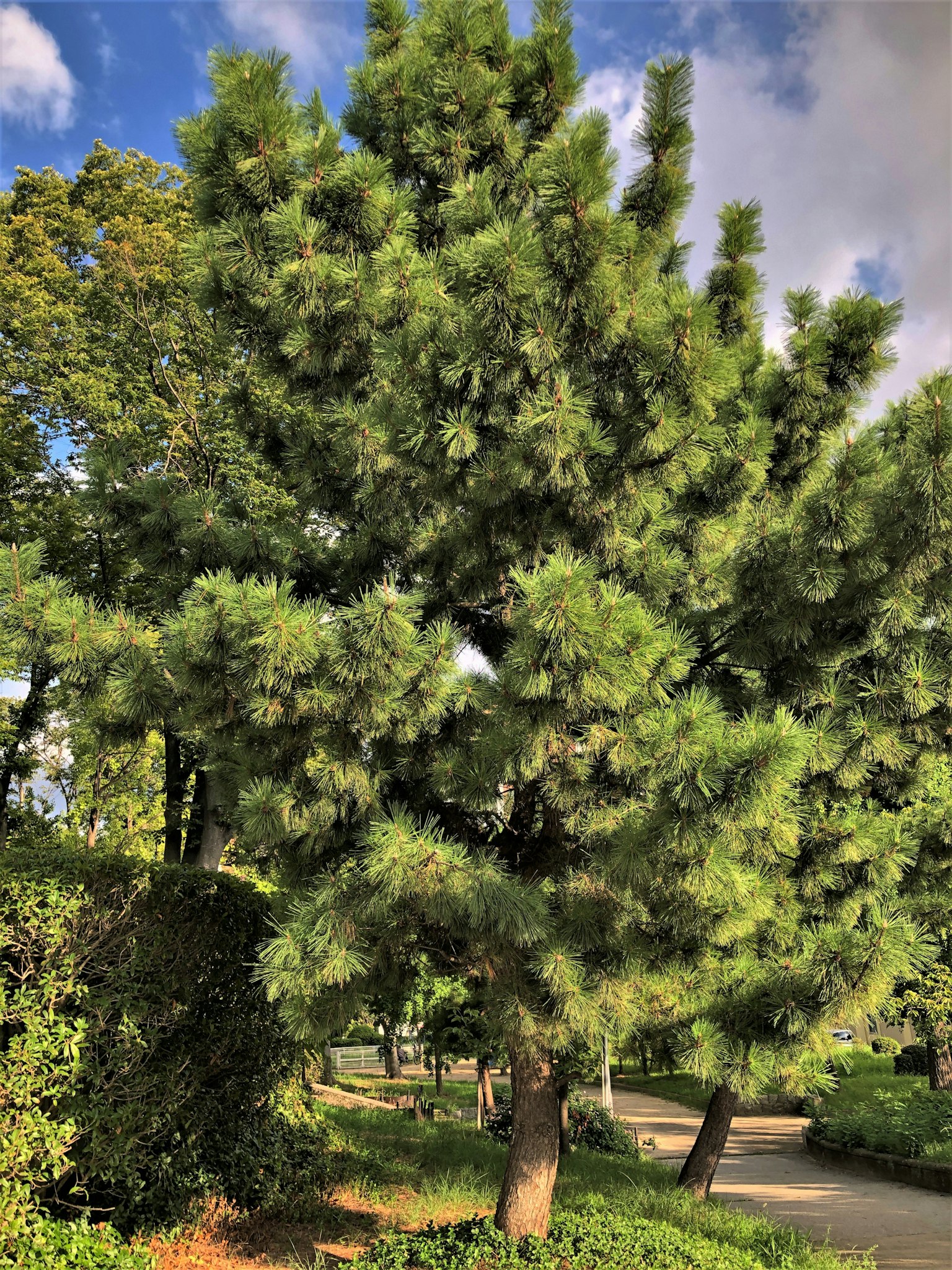 Imagen de un pino en un parque verde