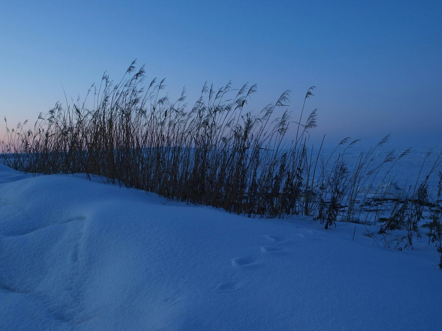 Paesaggio innevato con erbe al crepuscolo