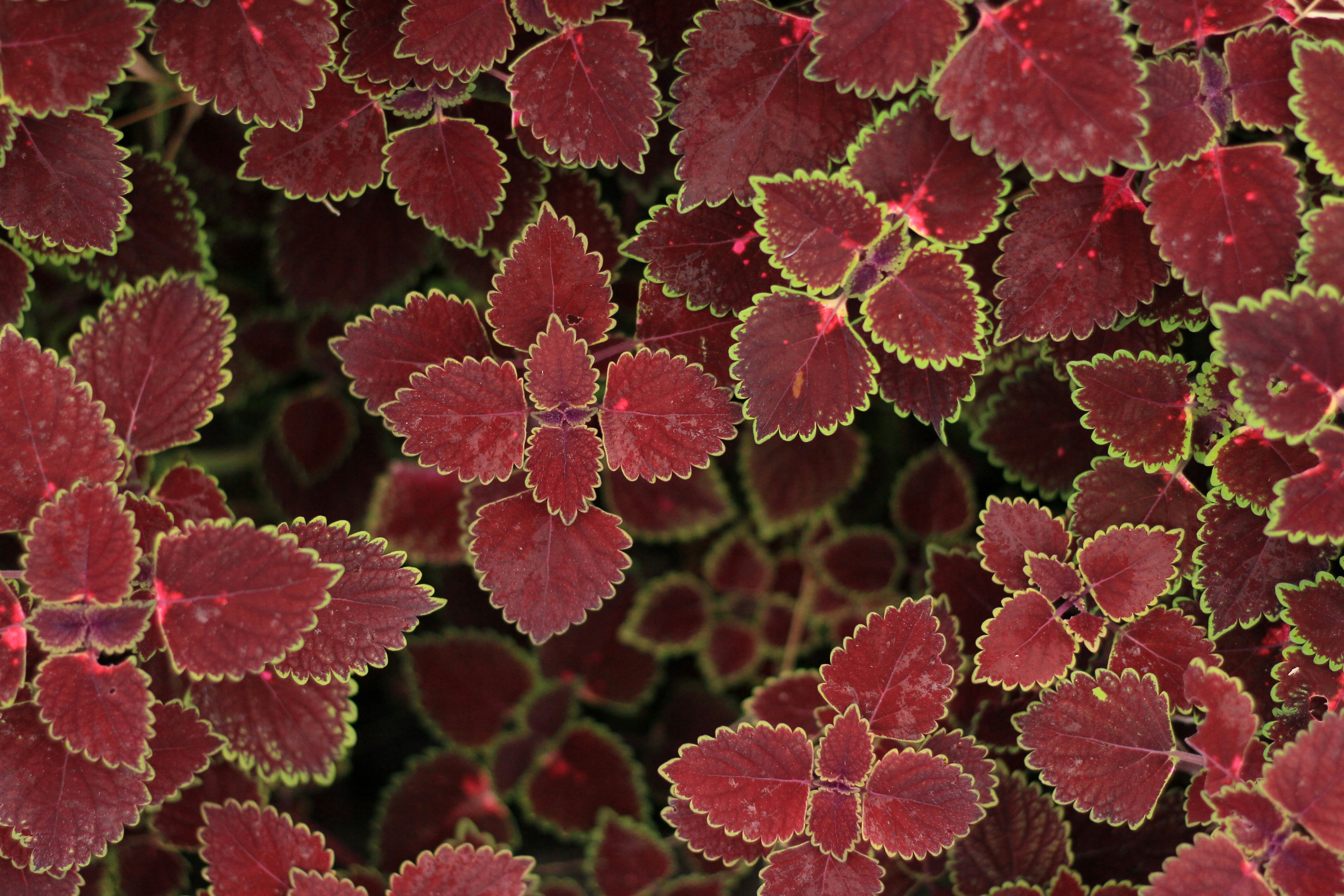 Close-up of coleus leaves densely layered
