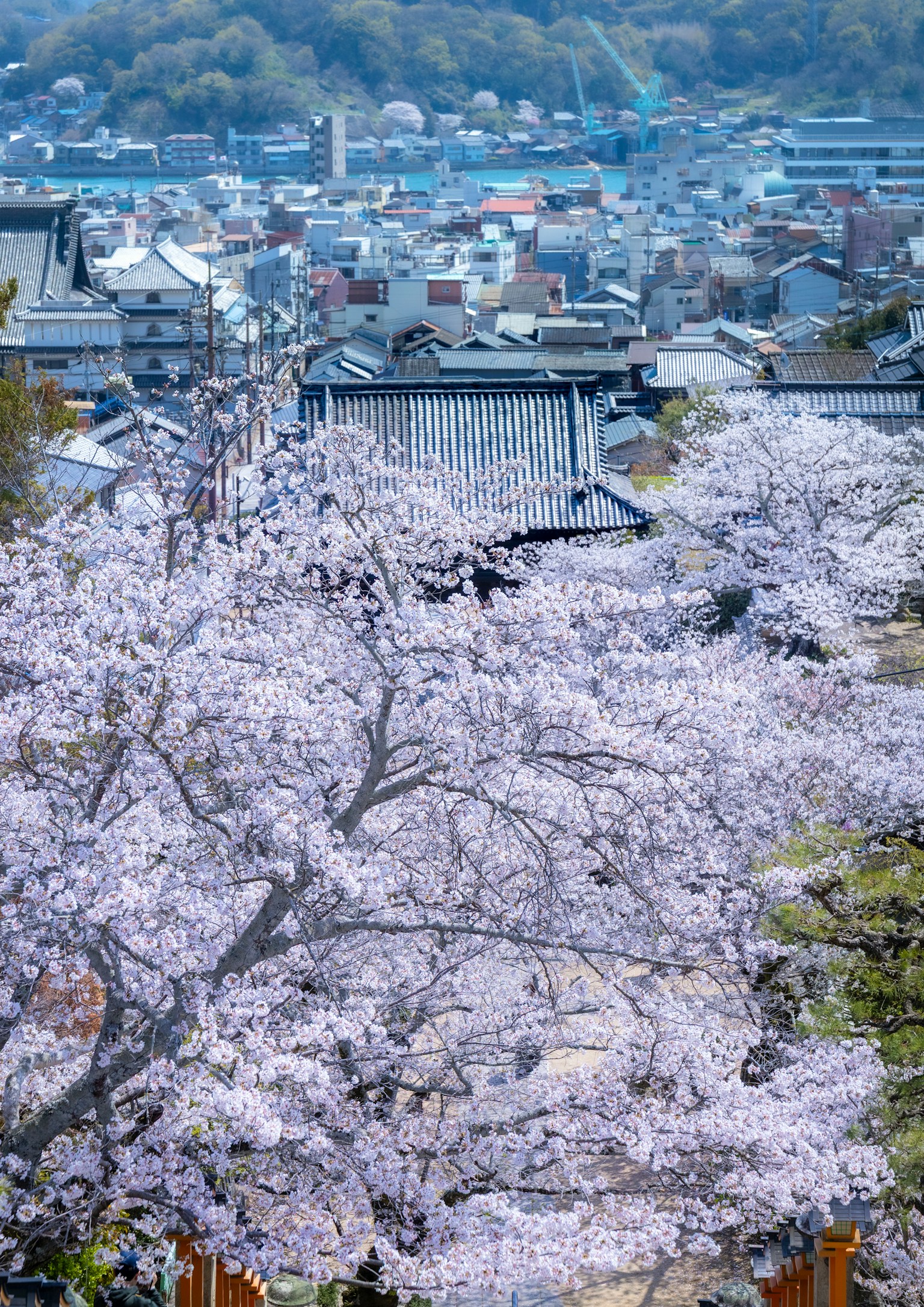 photo-2TbsZZIbbVgjeatsw4GC-image