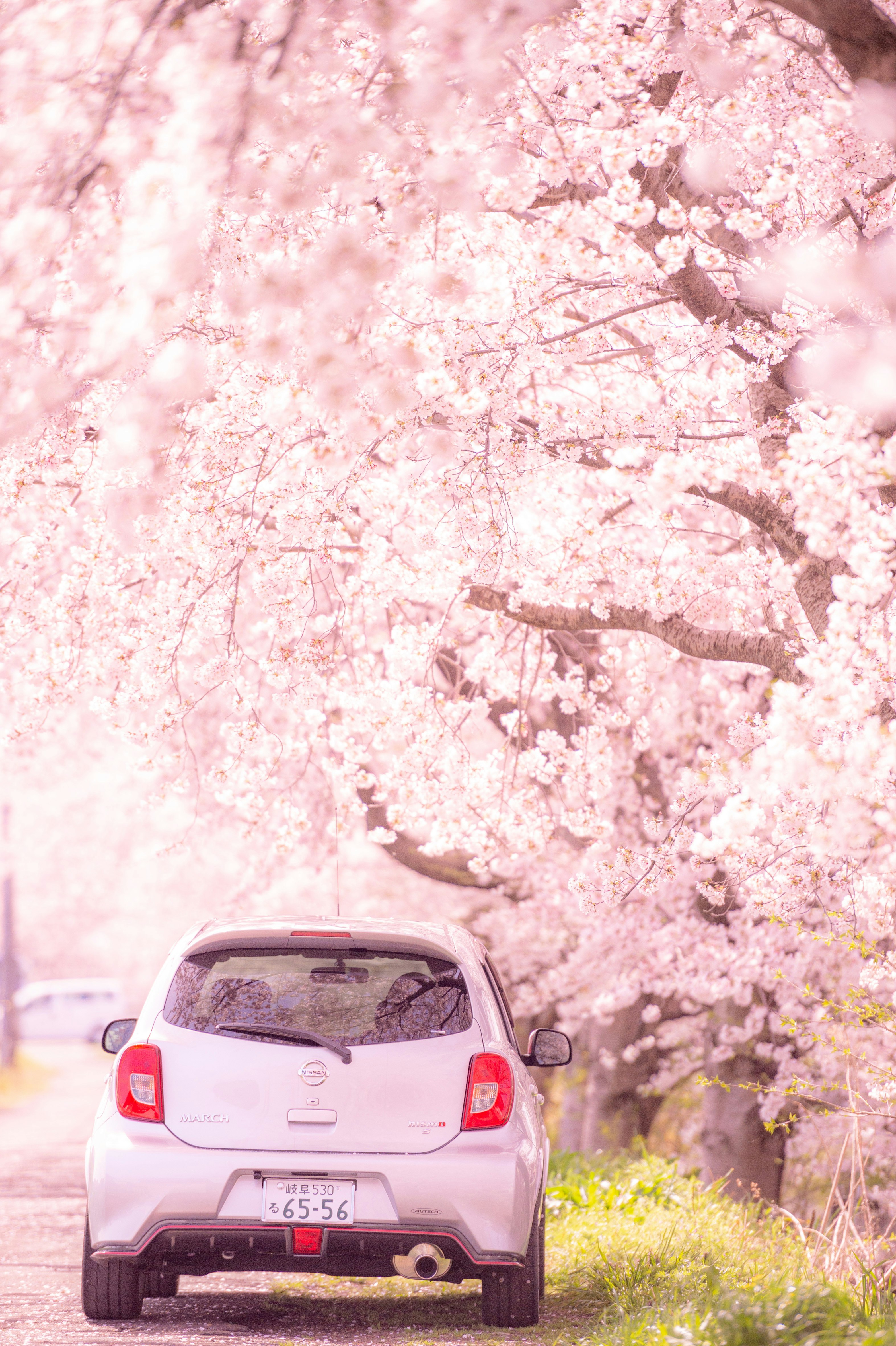 桜並木の下で咲き誇る花と愛車の後ろ姿