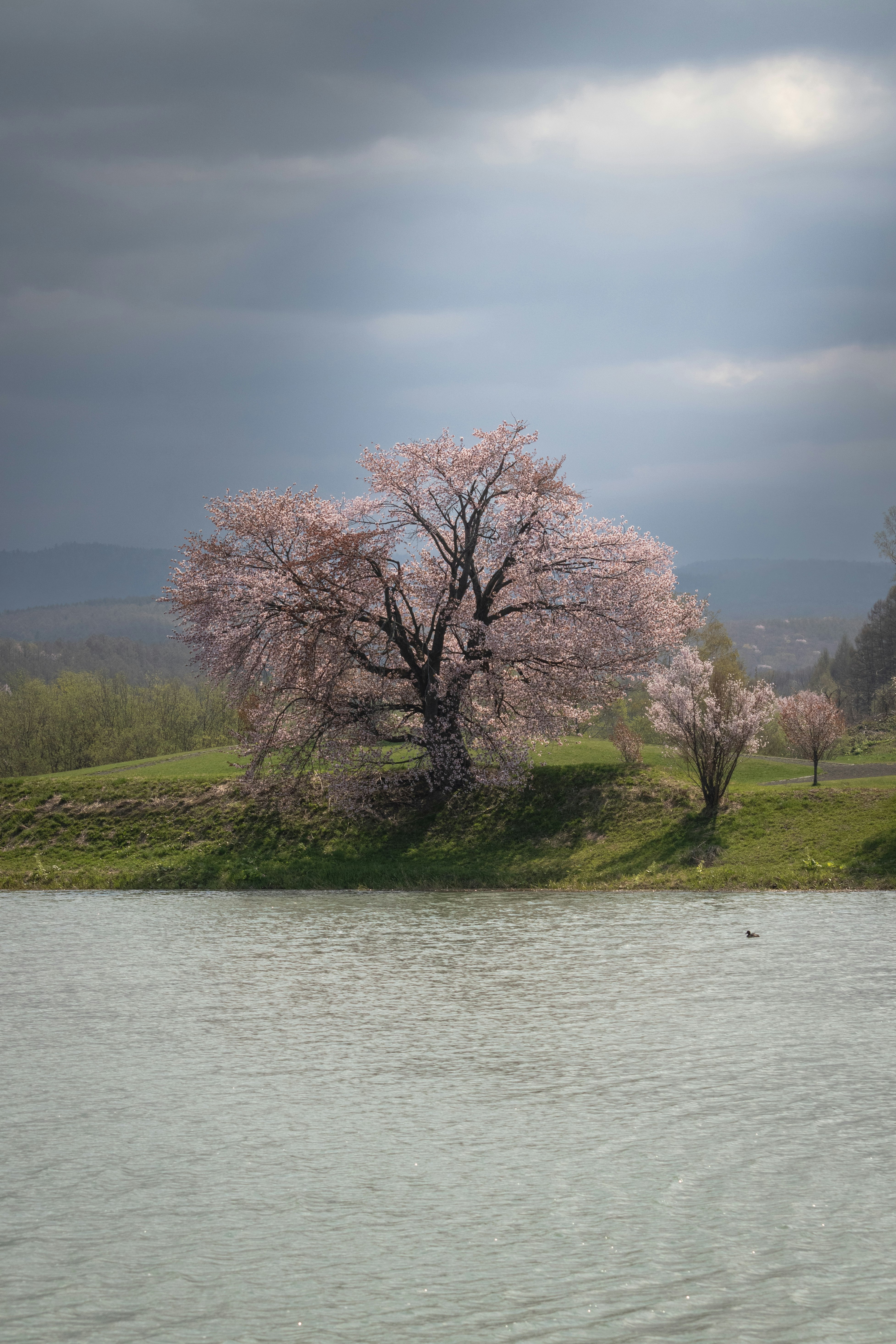 Pohon sakura di tepi danau dengan pemandangan luas