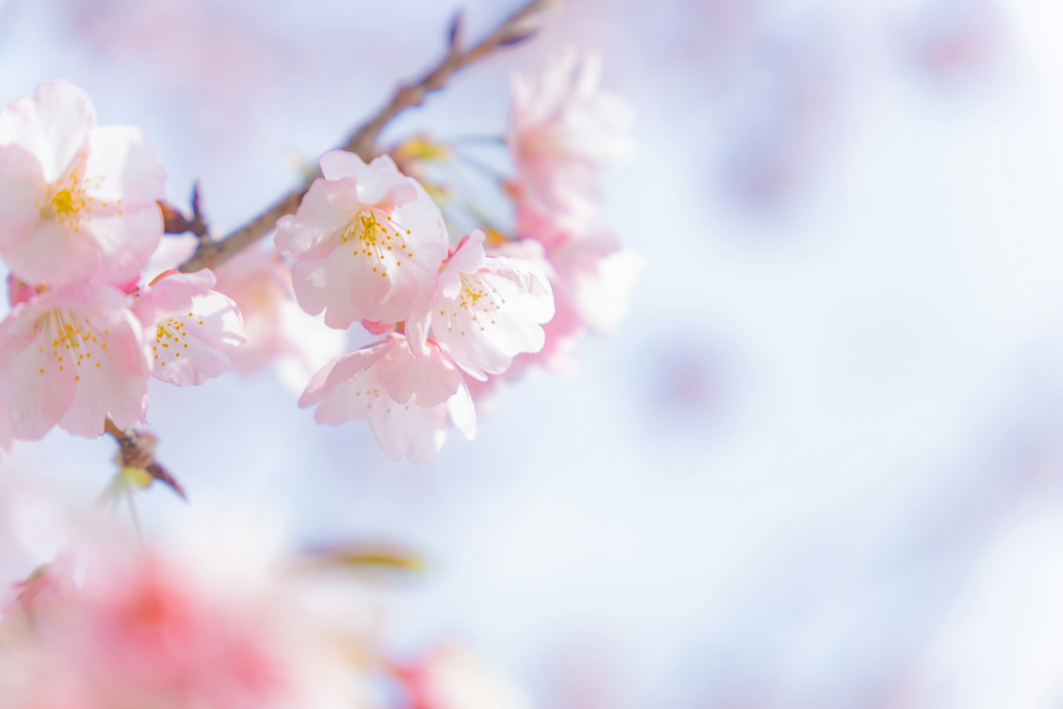 Gros plan sur des branches de cerisier avec des pétales roses doux et un arrière-plan flou