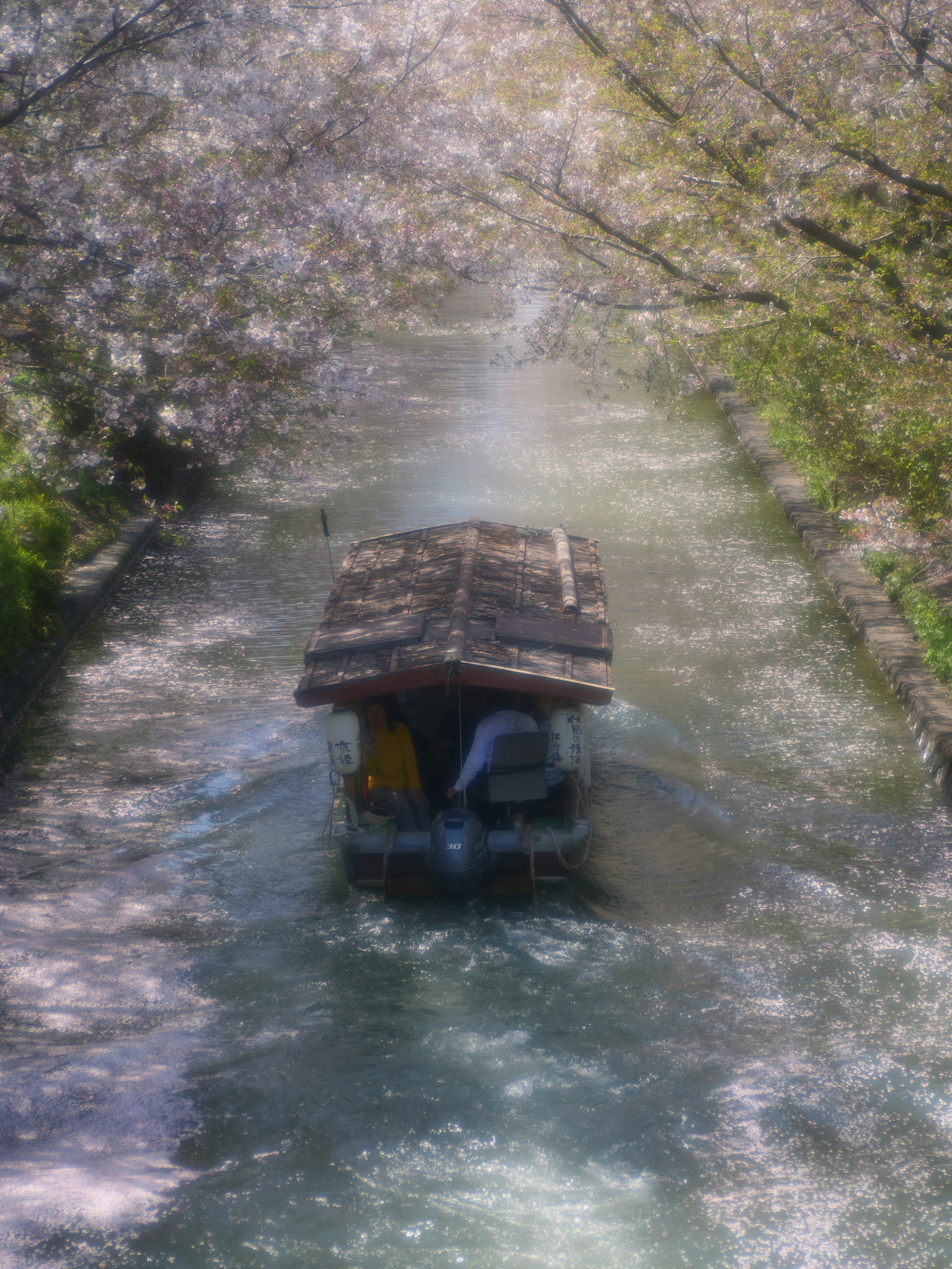 桜並木の中を進む伏見十石舟の舟上風景