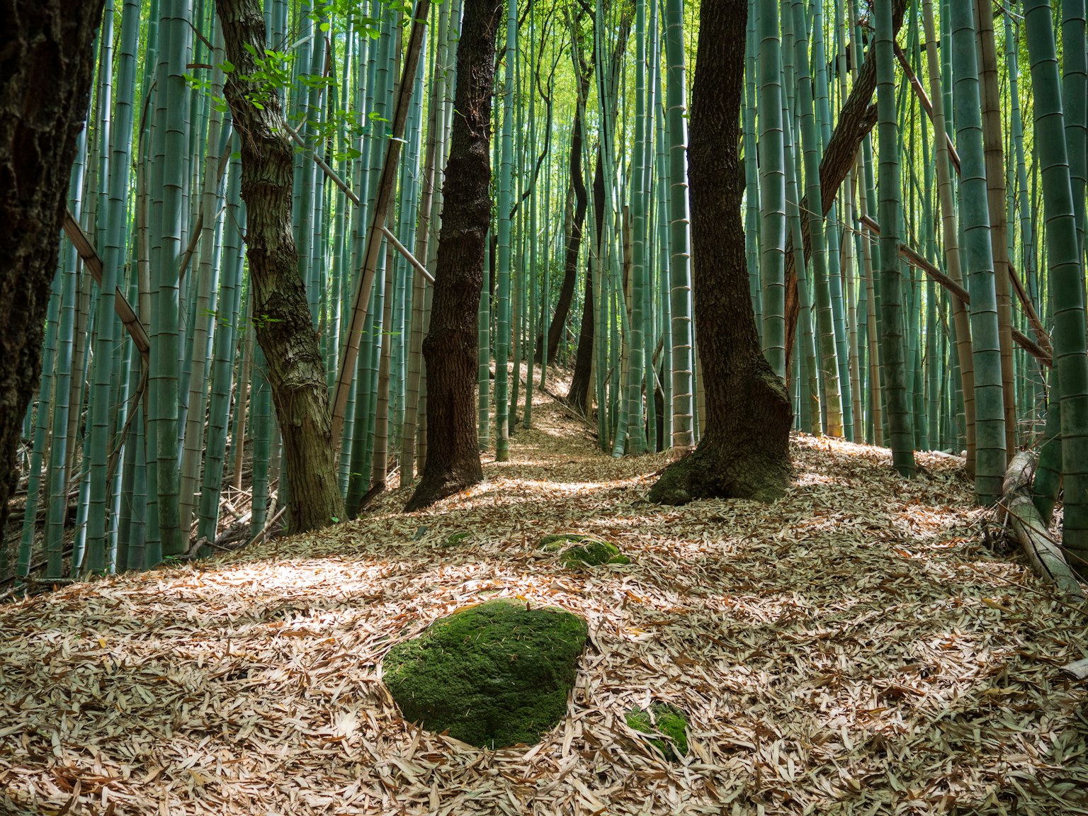Sendero a través de un bosque de bambú verde con una piedra cubierta de musgo en el suelo