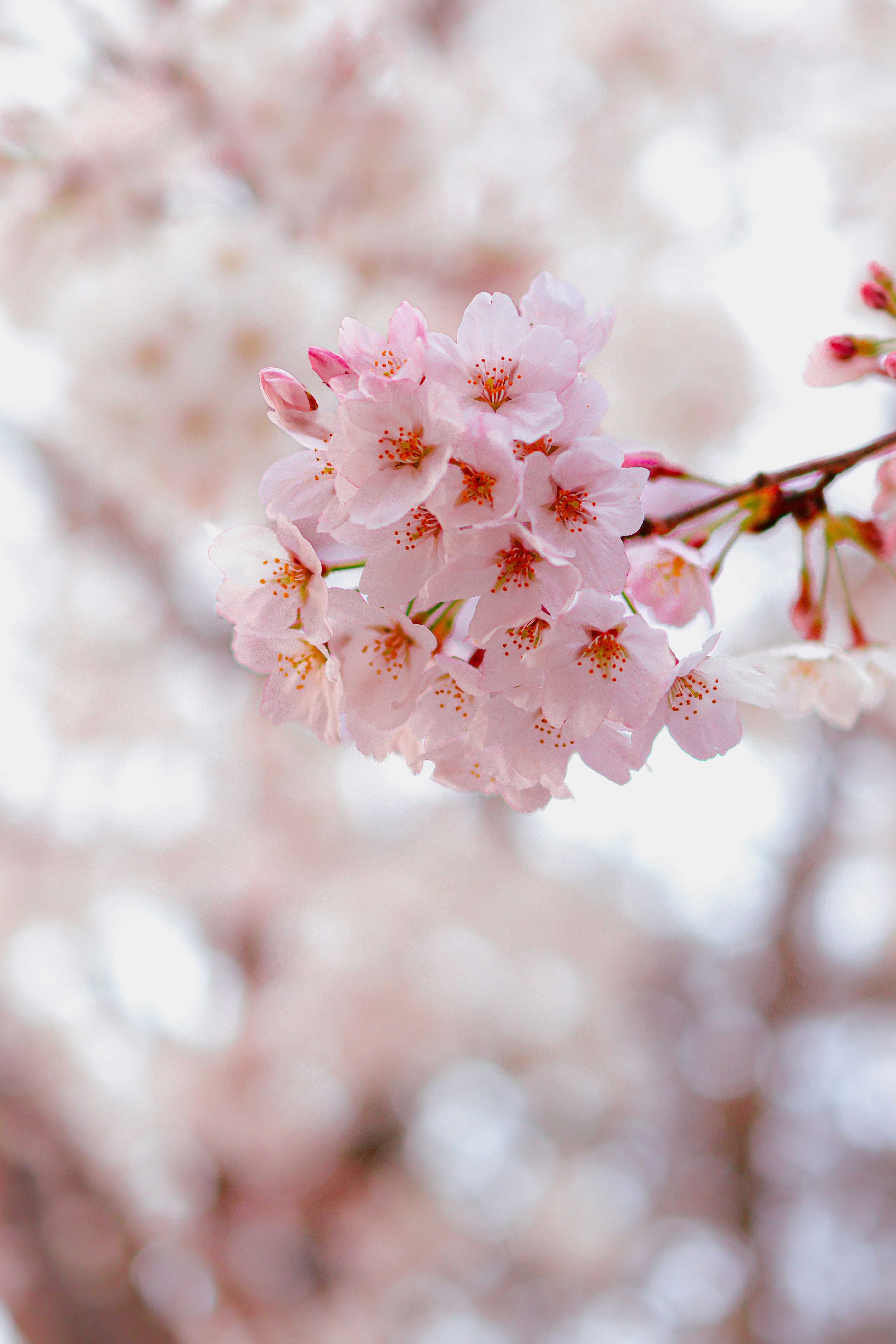 春の桜の花が咲く枝のクローズアップ