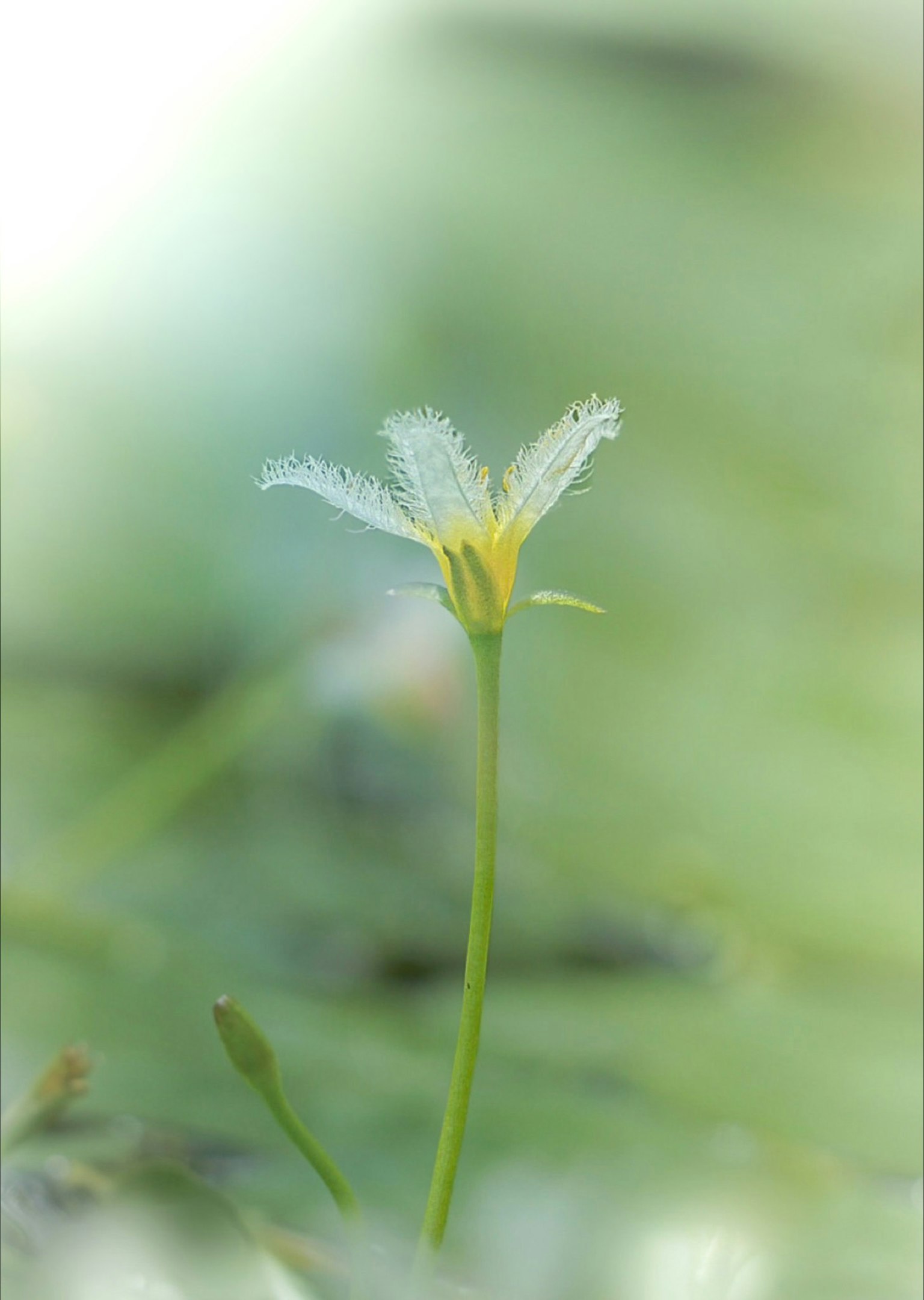 Zarte weiße Blume mit gelbem Zentrum vor einem sanften grünen Hintergrund