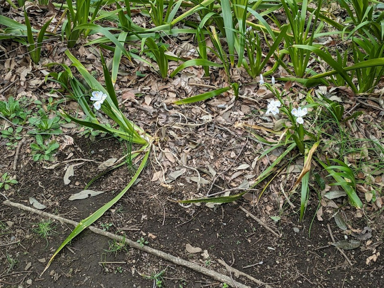 Plantes avec des fleurs blanches parmi des feuilles vertes dans le sol