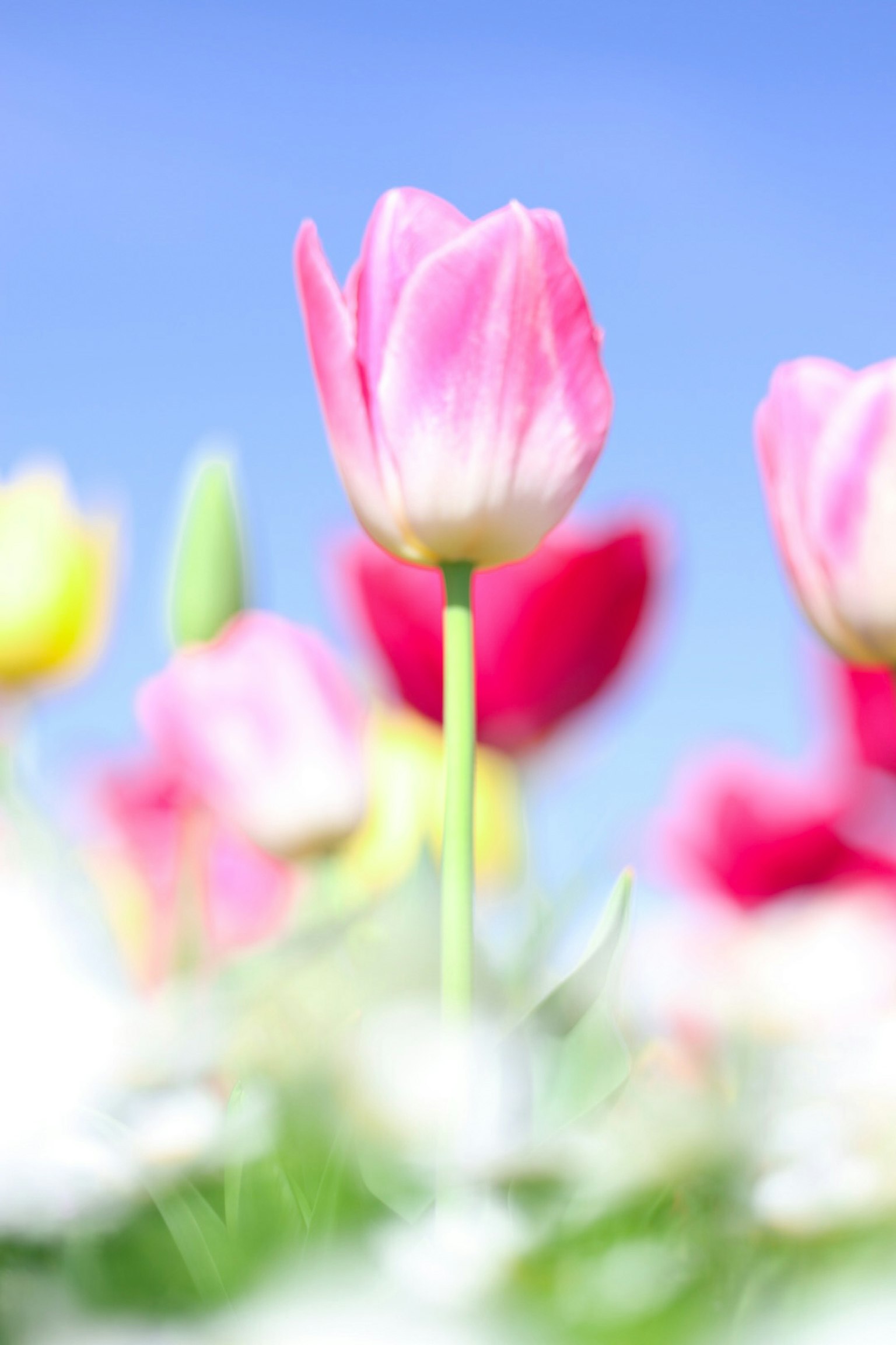 Tulipano rosa che fiorisce sotto il cielo blu con altri fiori colorati