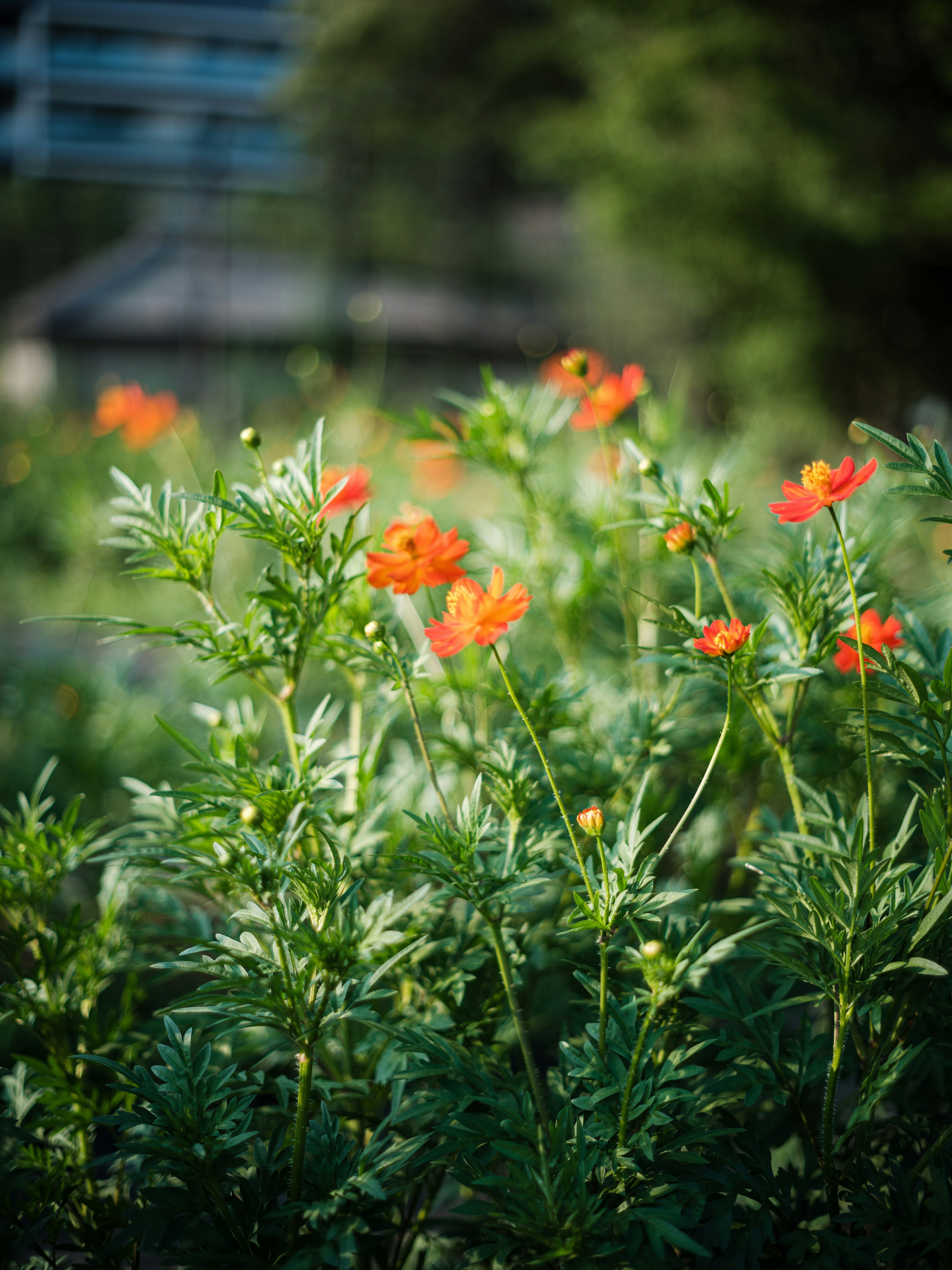 オールドレンズ風のオレンジの花が咲く庭の草花