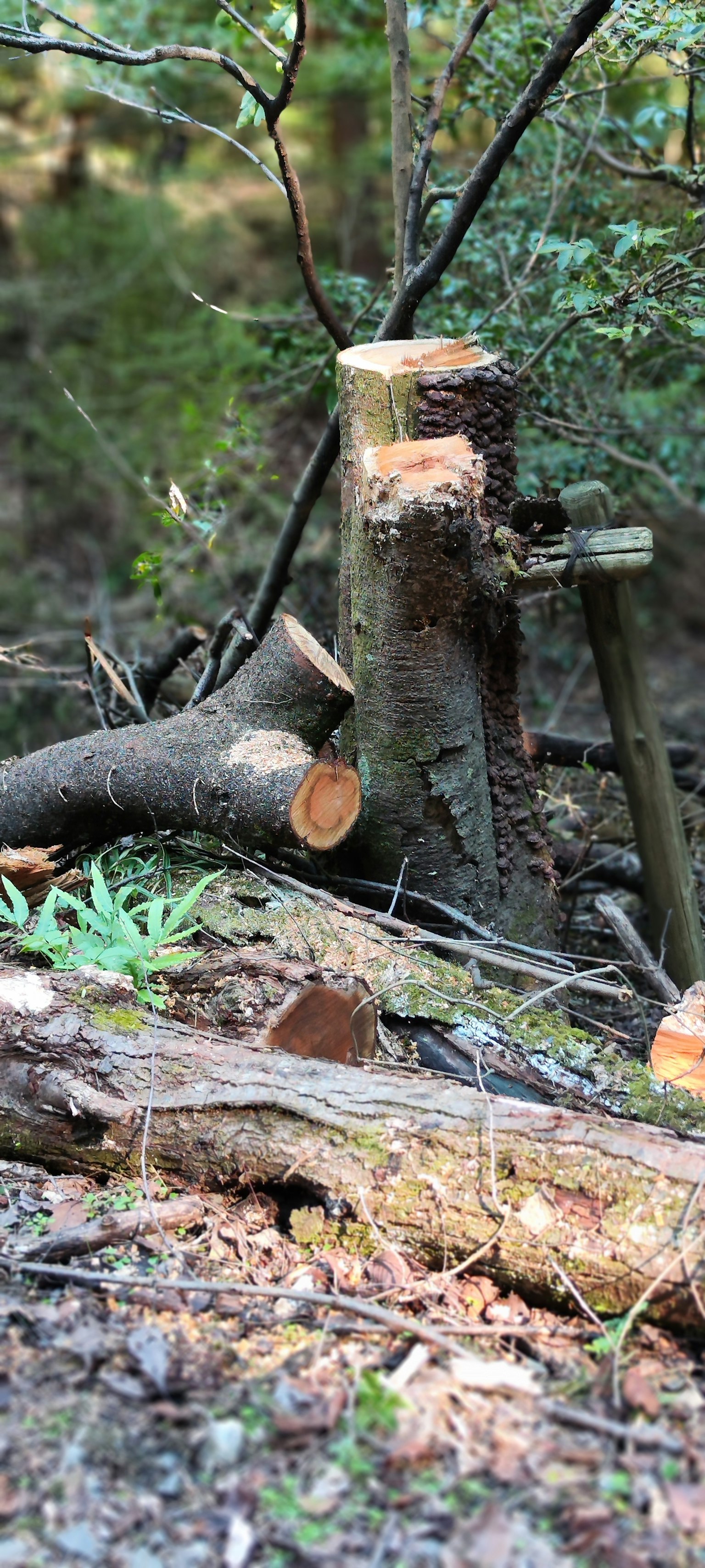 Waldszene mit Baumstumpf und gefallenen Stämmen