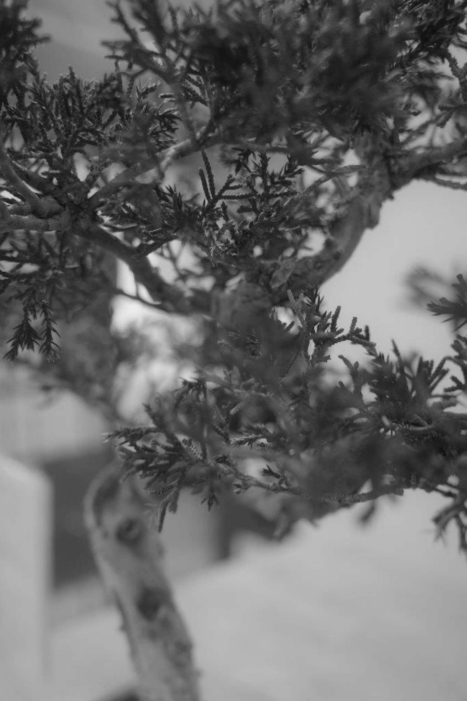 Detaillierte Äste und Blätter eines Bonsai in Schwarzweiß