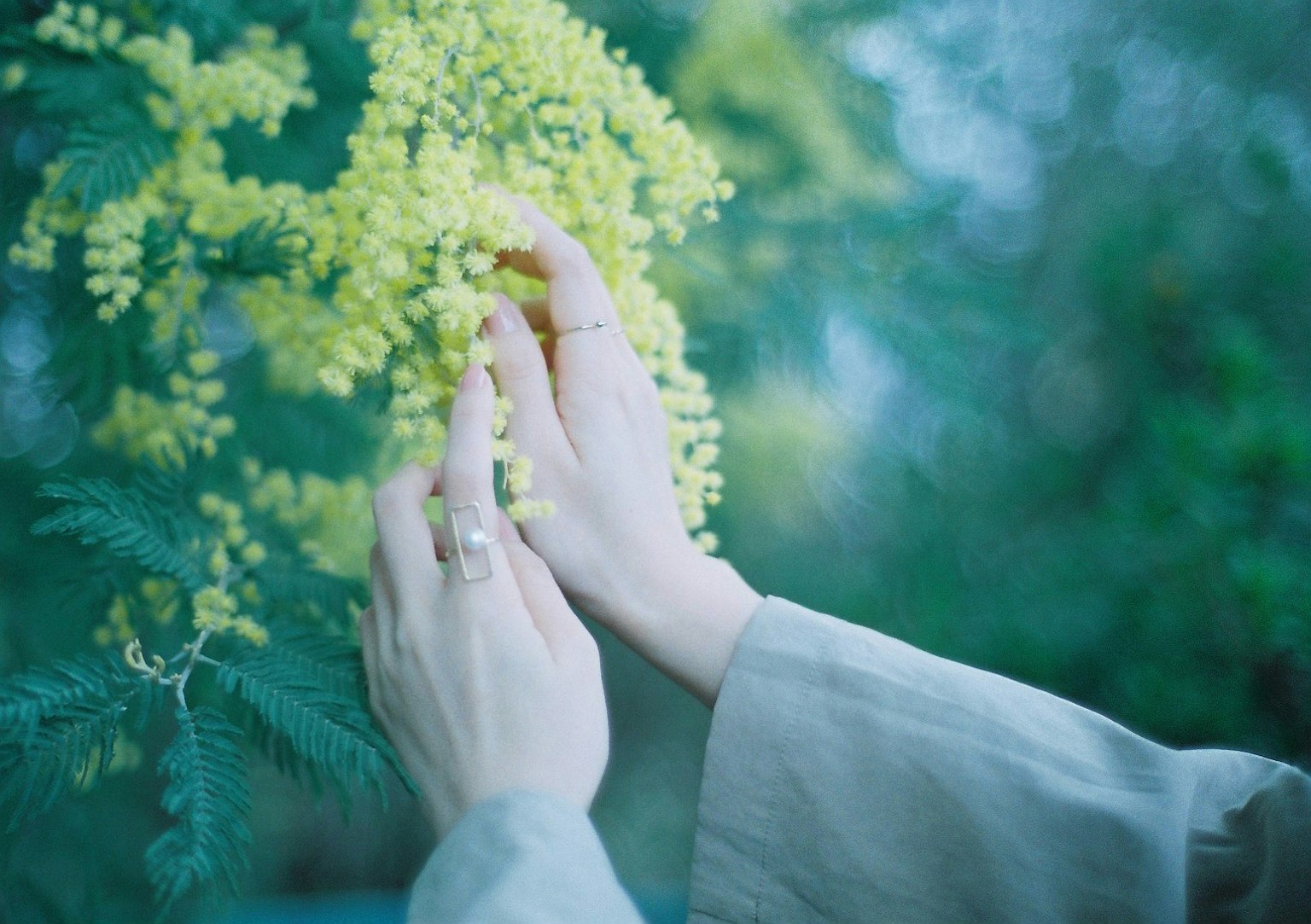 มือที่สัมผัสดอกไม้สีเหลืองกับพื้นหลังสีเขียว