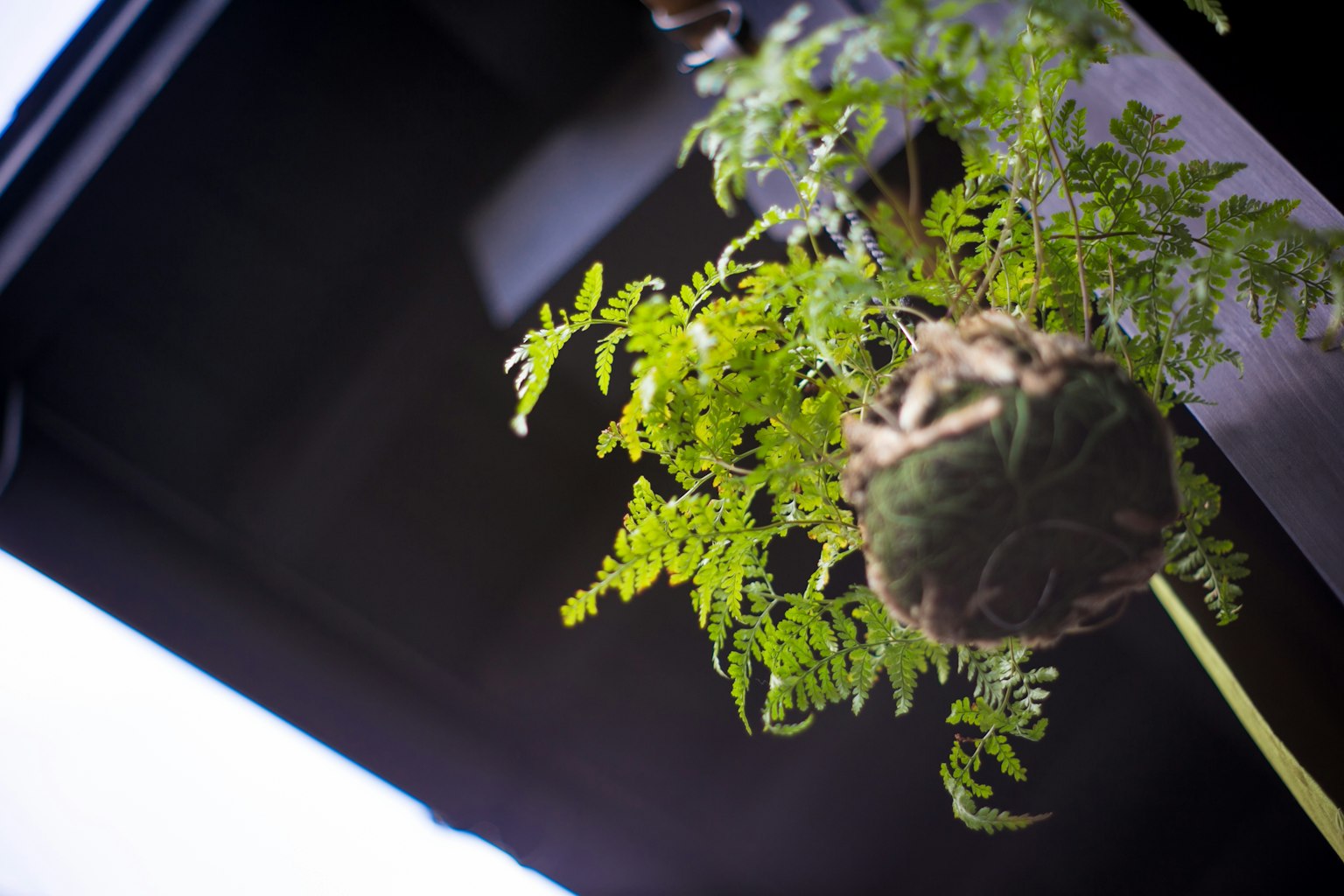 Une photo montrant la racine d'une plante avec des feuilles vertes