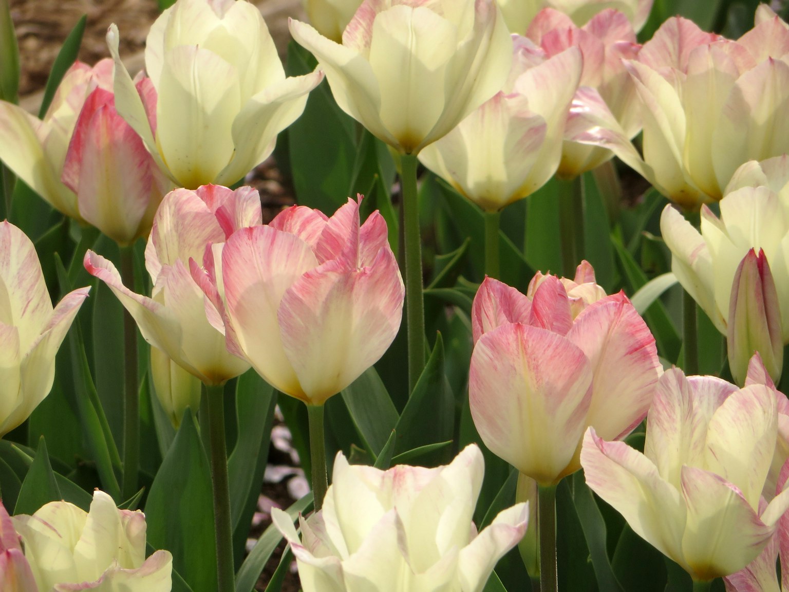 Pemandangan taman dengan bunga tulip putih dan merah muda yang mekar