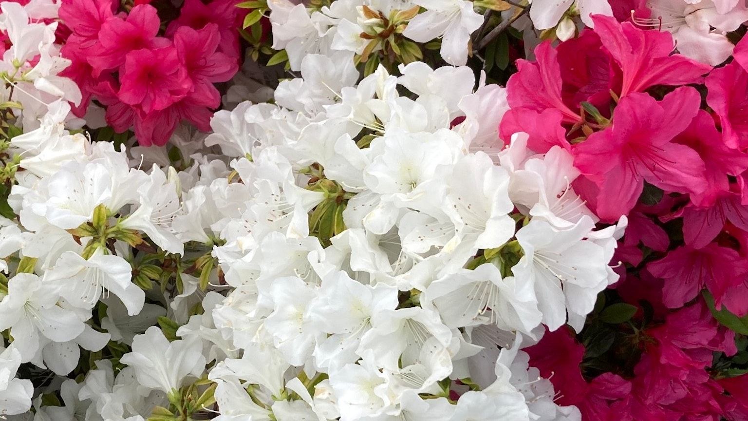 Primo piano di bellissimi fiori di azalea bianchi e rosa in fiore