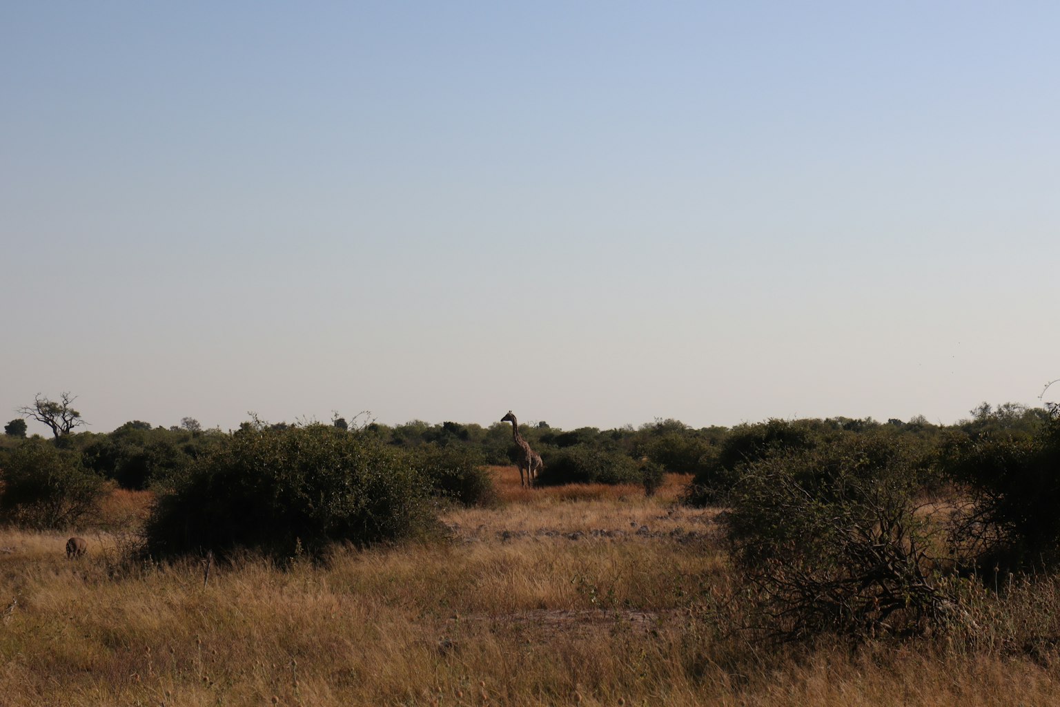Vast landscape of grasslands and shrubs