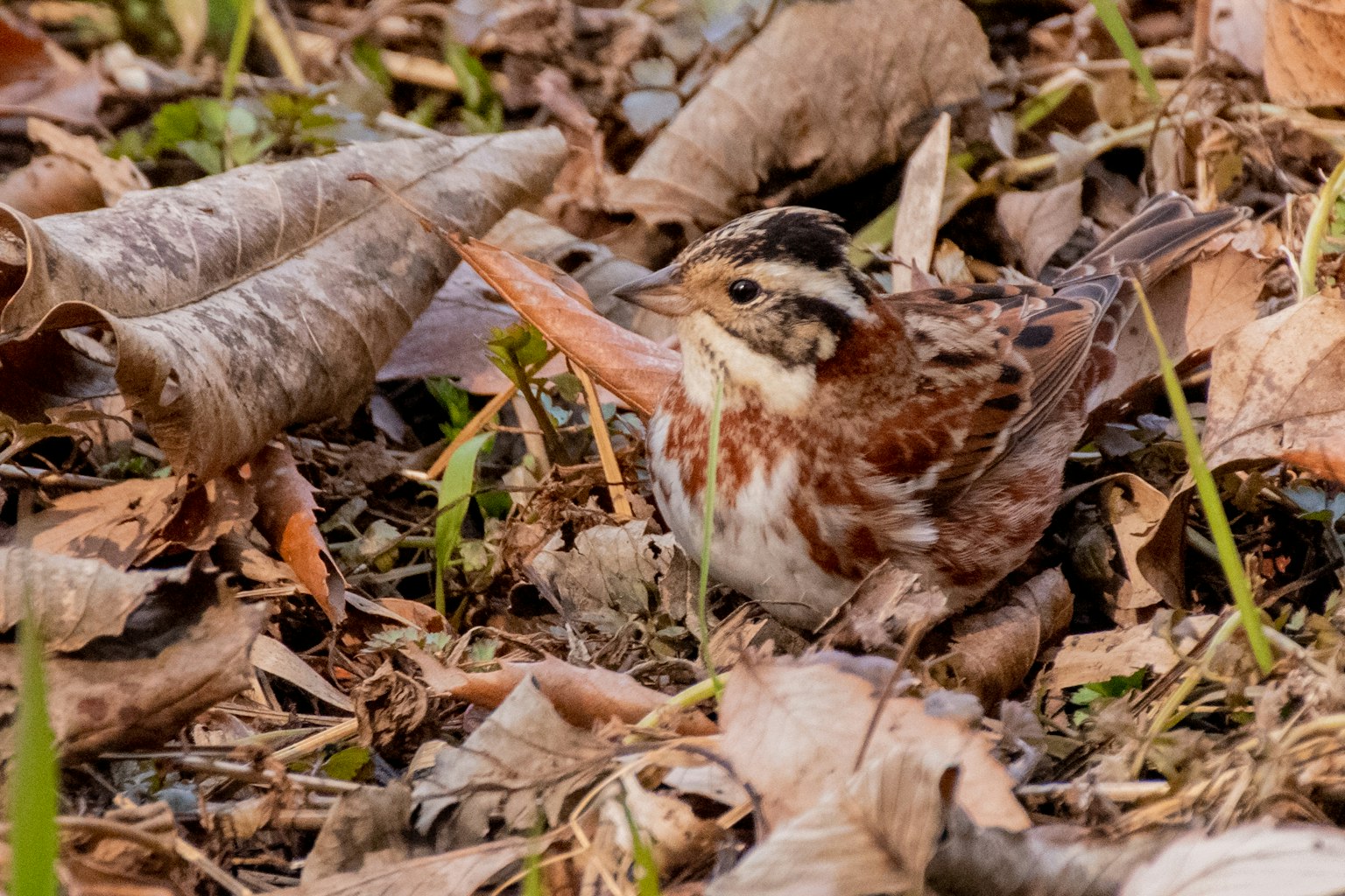 Ein kleiner Vogel zwischen gefallenen Blättern auf dem Boden