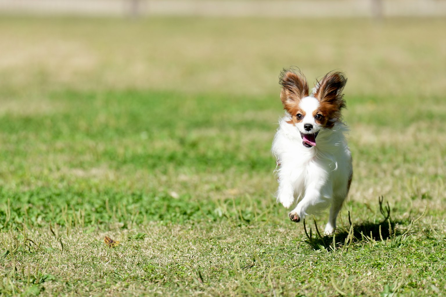 Anjing Papillon yang berlari di atas rumput hijau terlihat ceria