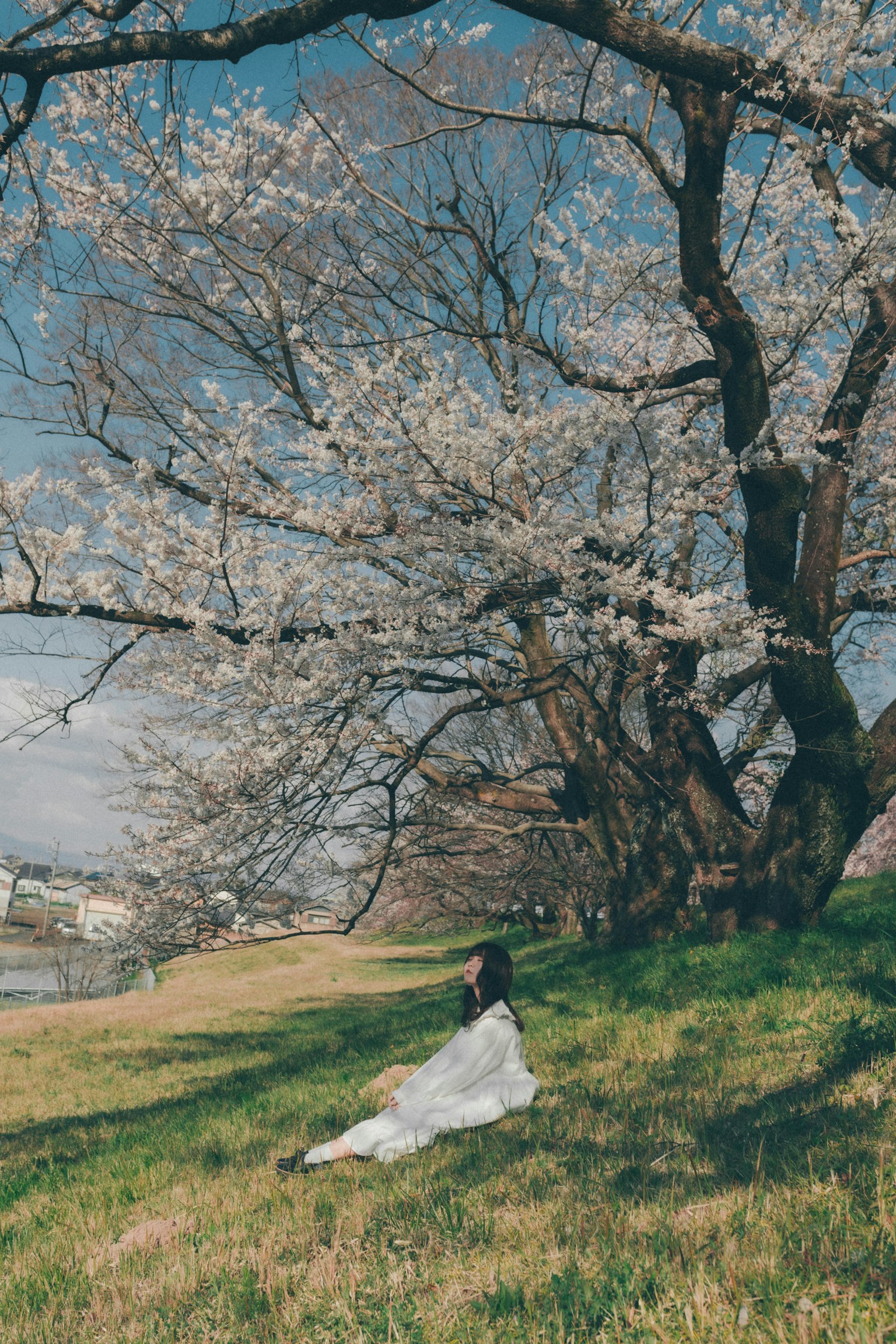 Una donna in abito bianco seduta sotto un albero di ciliegio in fiore