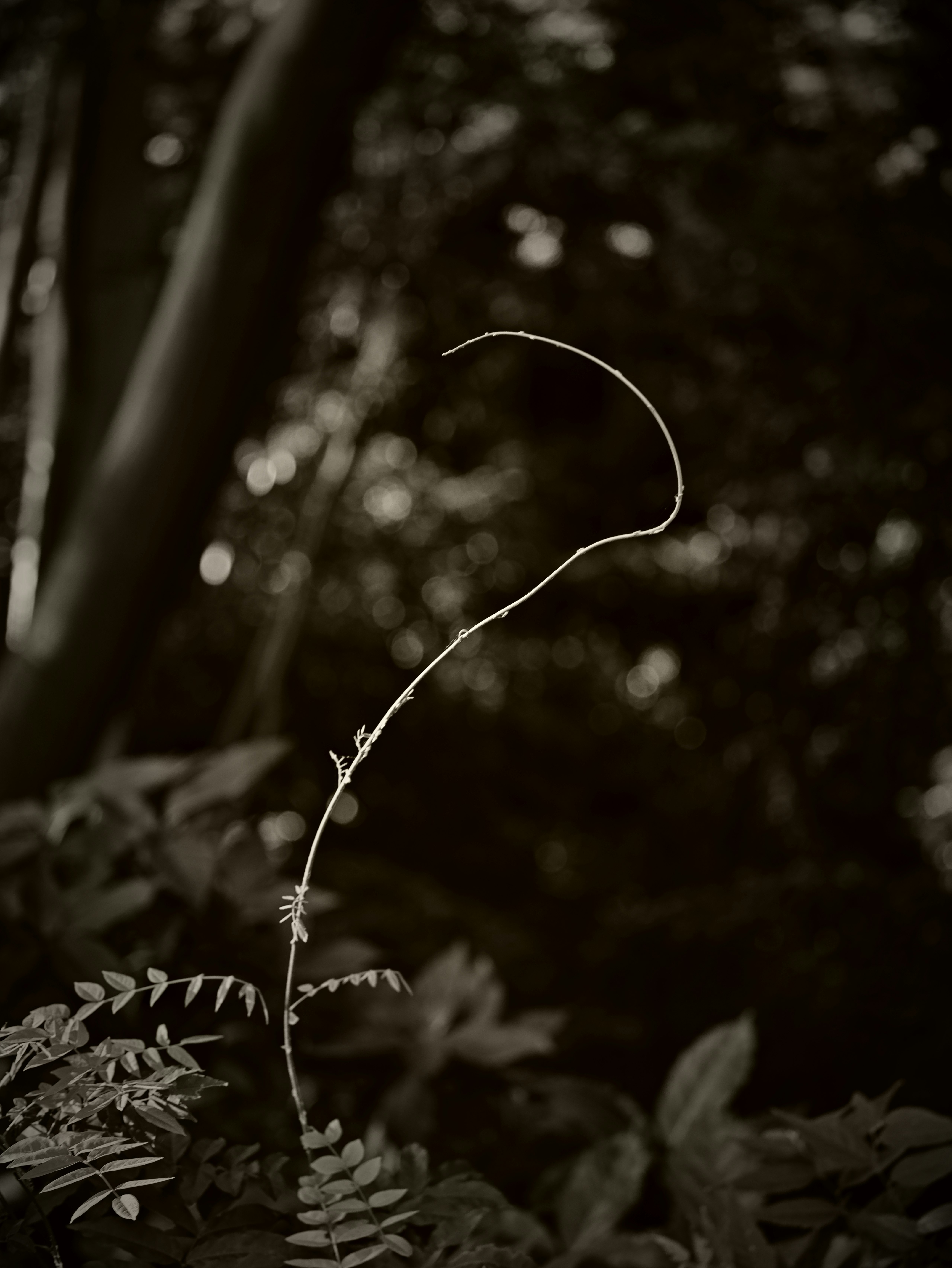 木漏れ日の中で伸びる細い植物の芽