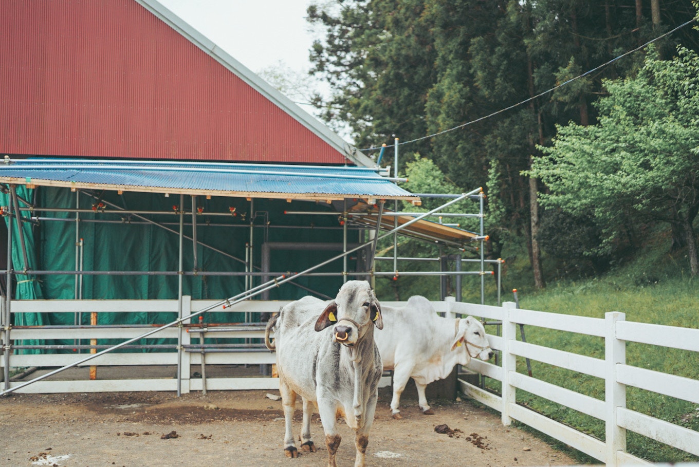white cow standing in front of a fence near a barn