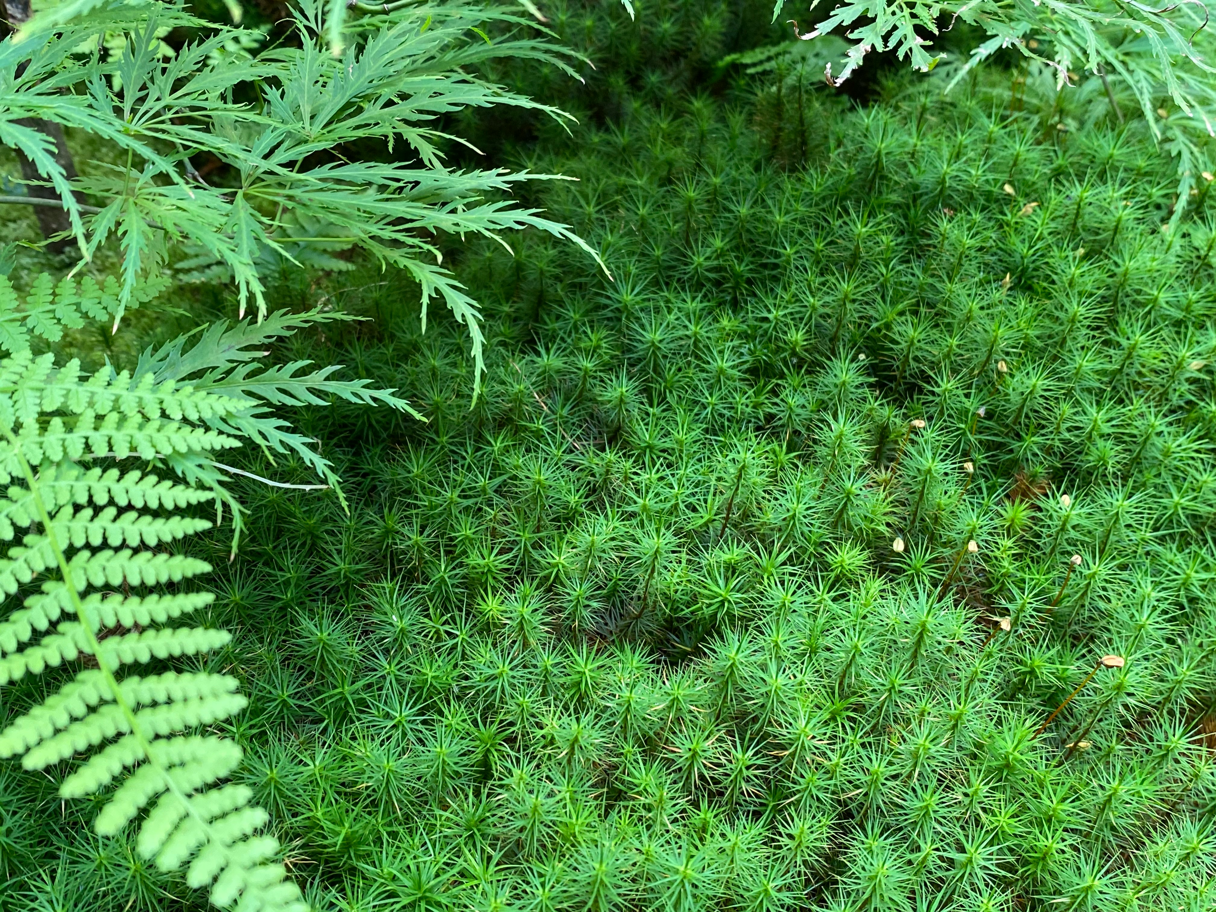 京都市左京区の自宅周りの苔とシダの生い茂る緑