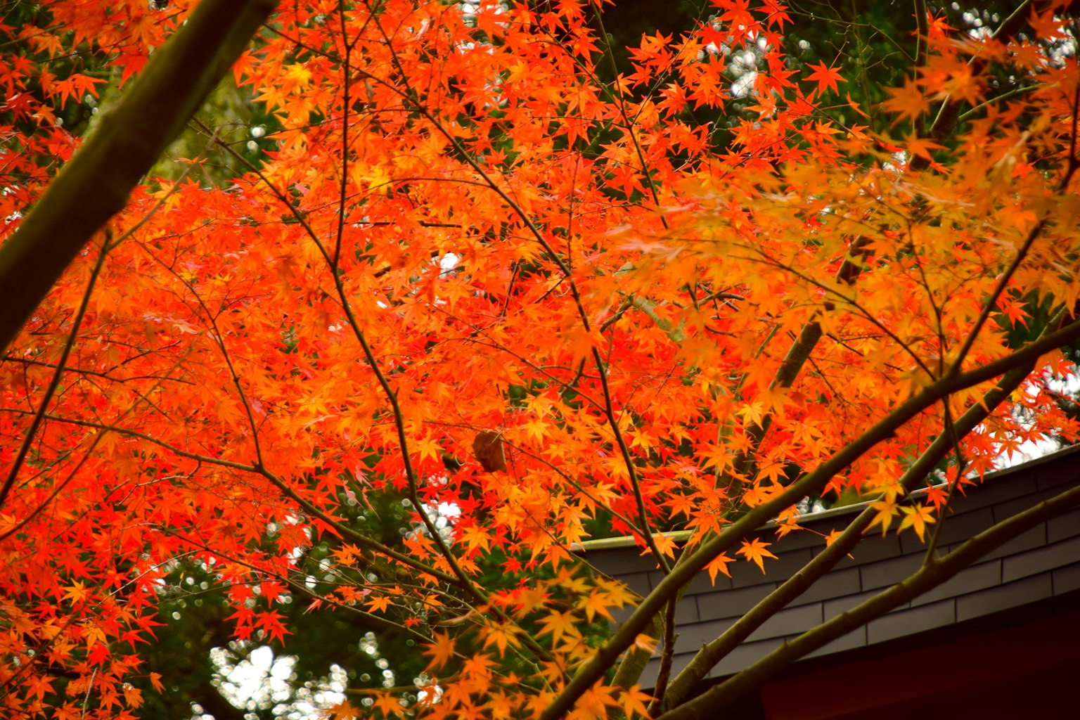 ใบเมเปิลสีส้มสดใสบนกิ่งไม้