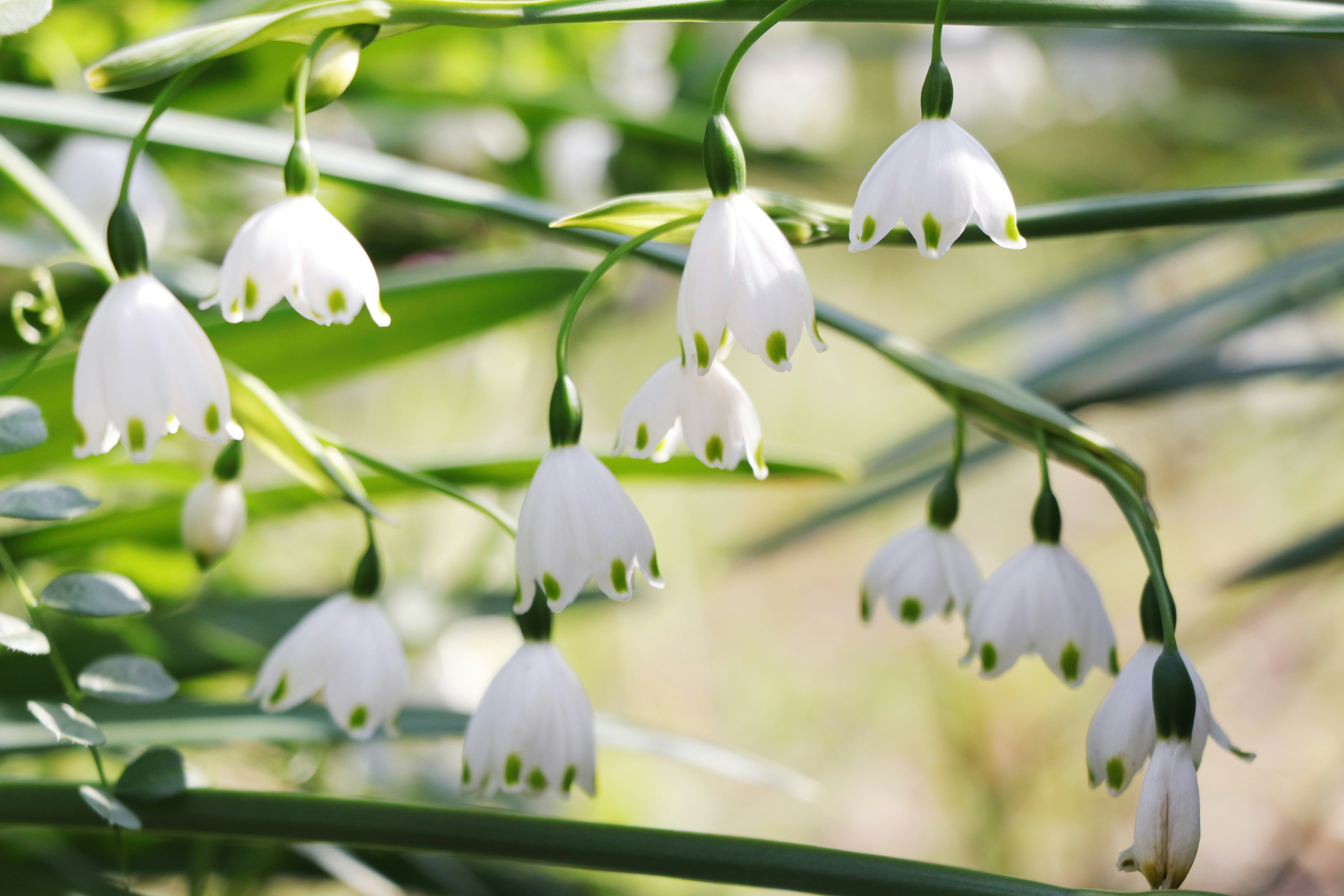 白いスズランの花が揺れる春の草原のような背景の画像