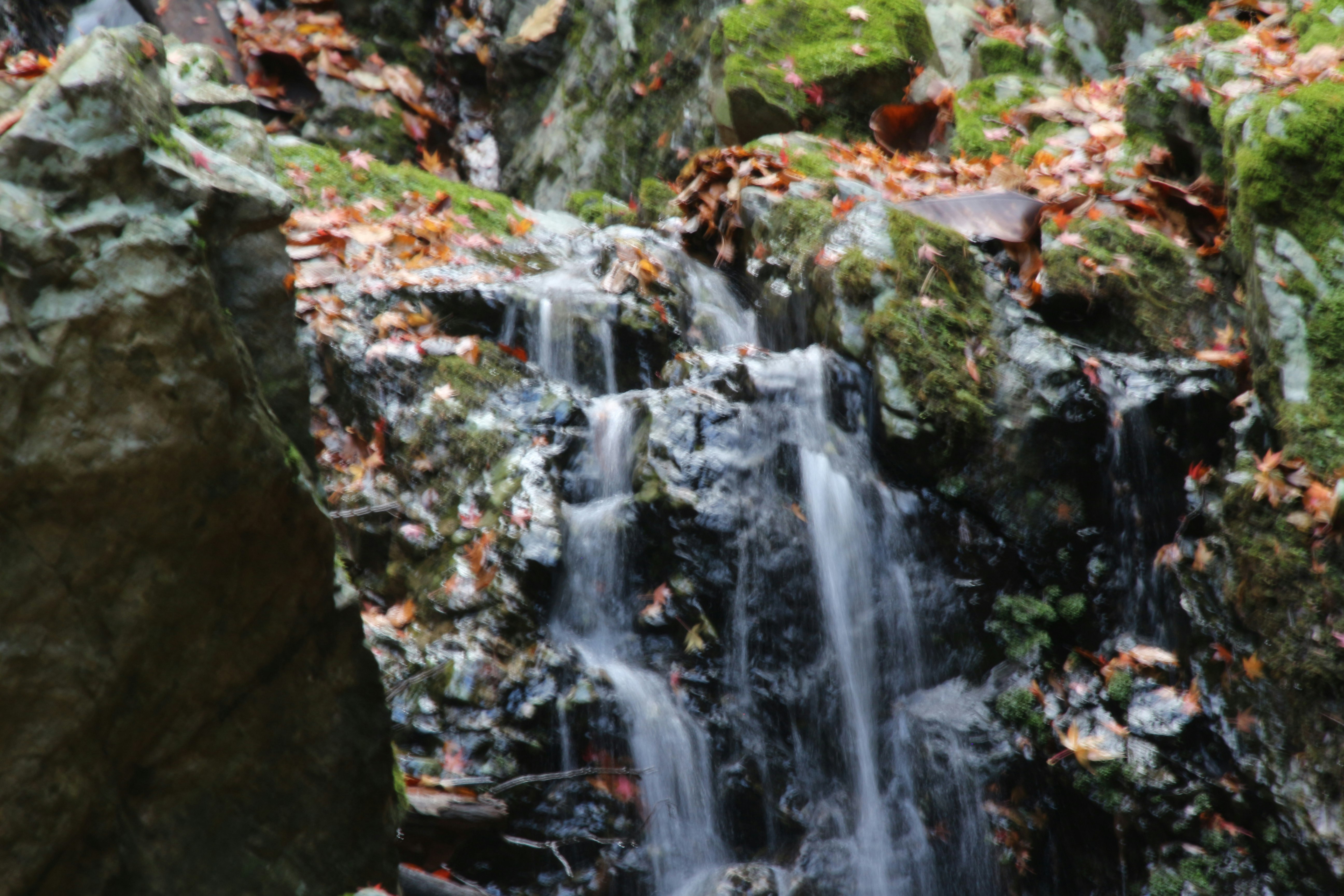 pequeña cascada que cae sobre rocas cubiertas de musgo en un arroyo rocoso