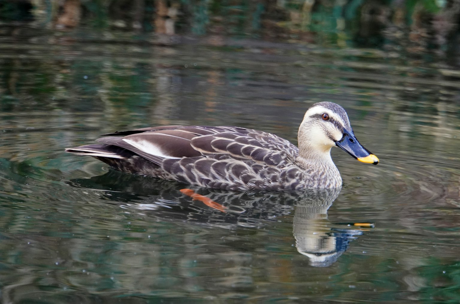 Duck swimming on the water surface with reflection