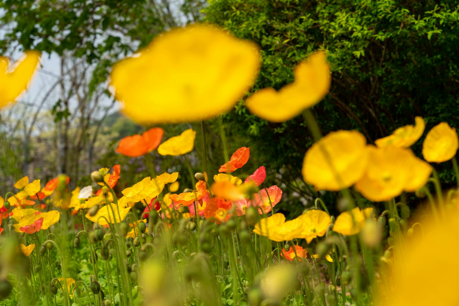 Campo vibrante de flores con amapolas amarillas y naranjas