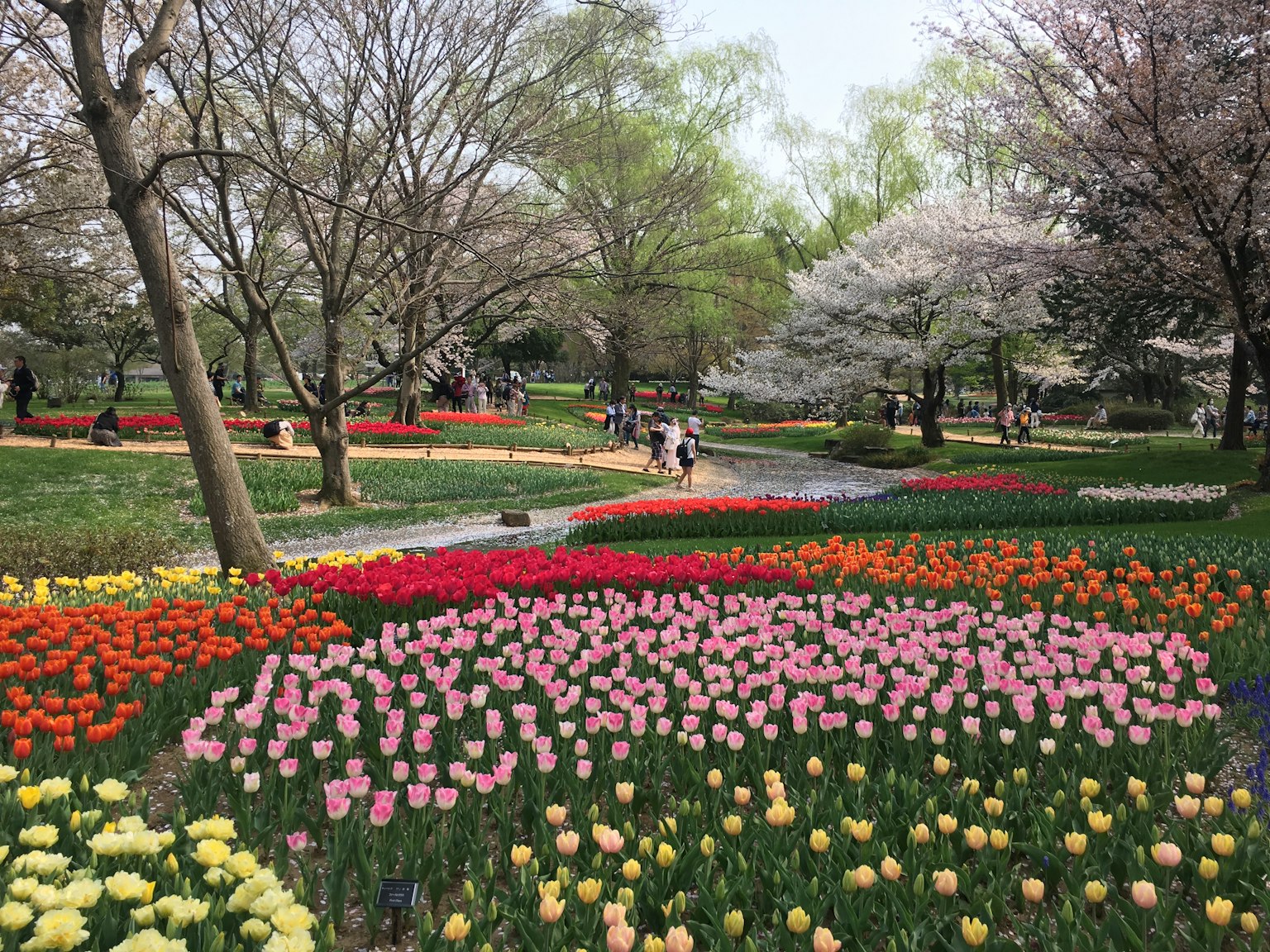 Pemandangan taman yang indah dengan tulip berwarna-warni dan pohon sakura