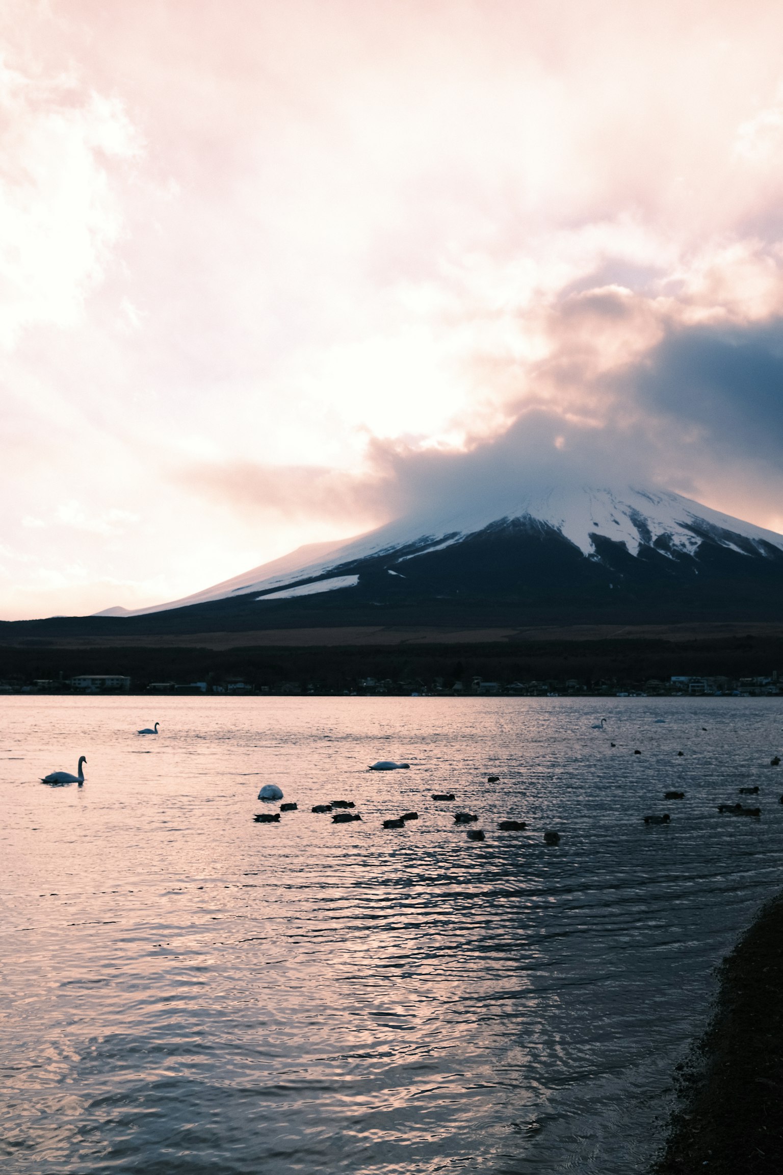 Beautiful view of Mount Fuji with swans on the water