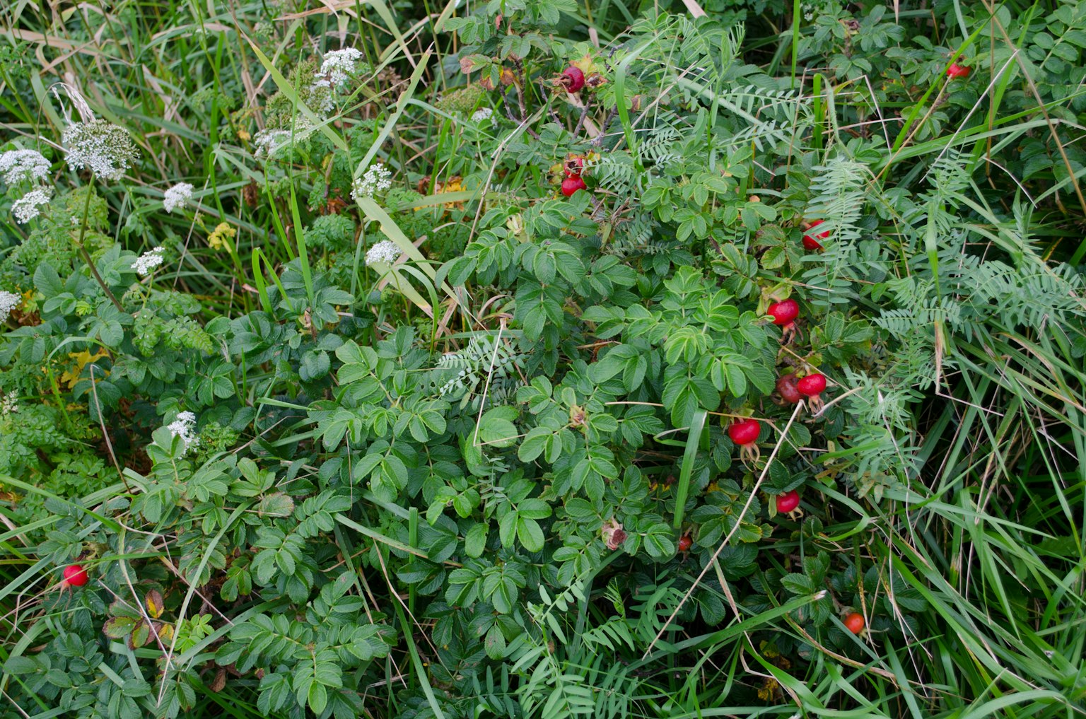 Imagen de un área herbosa con hojas verdes y bayas rojas