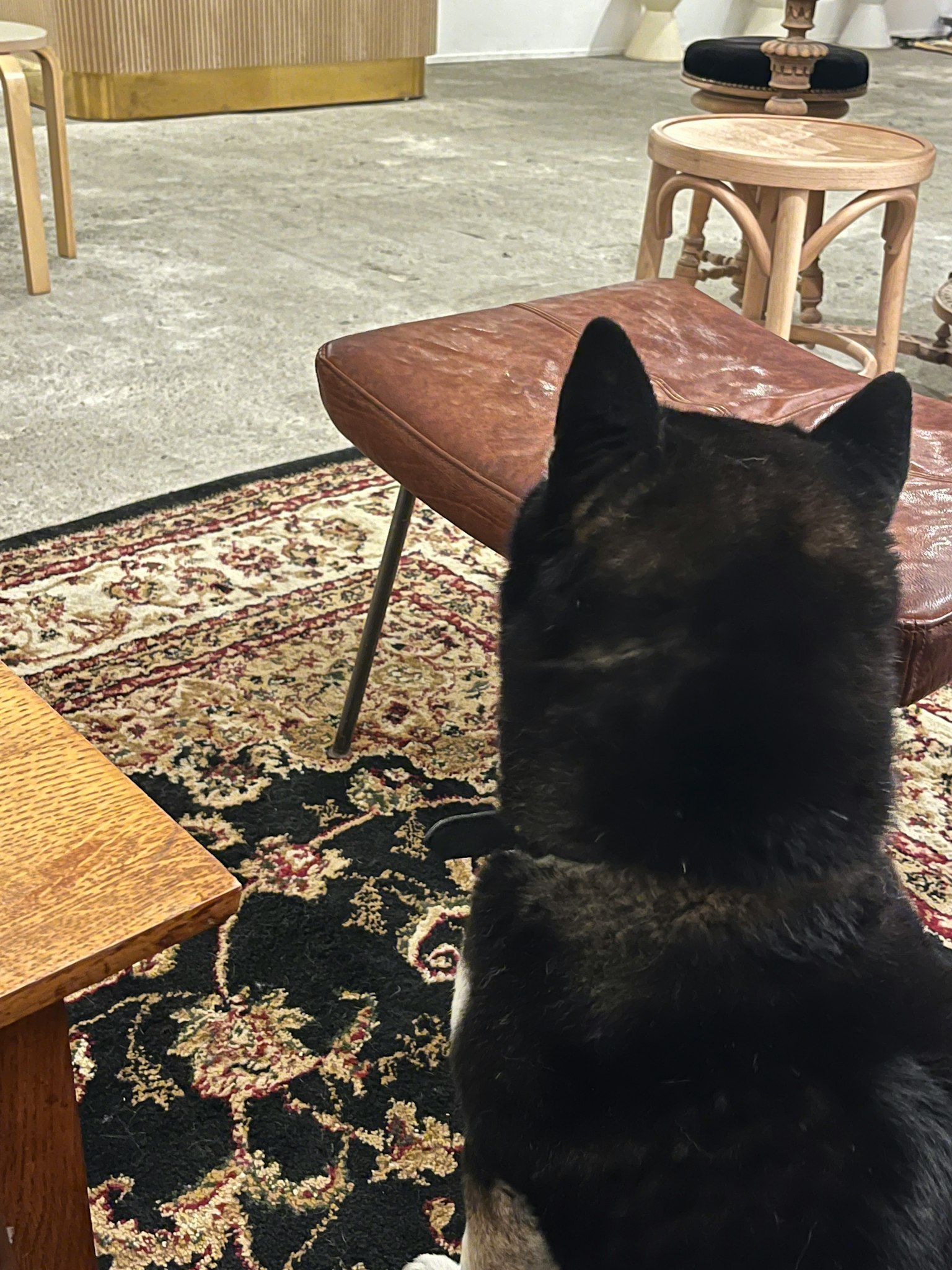Ein schwarzer Hund sitzt mit dem Rücken zu einem Raum mit Möbeln