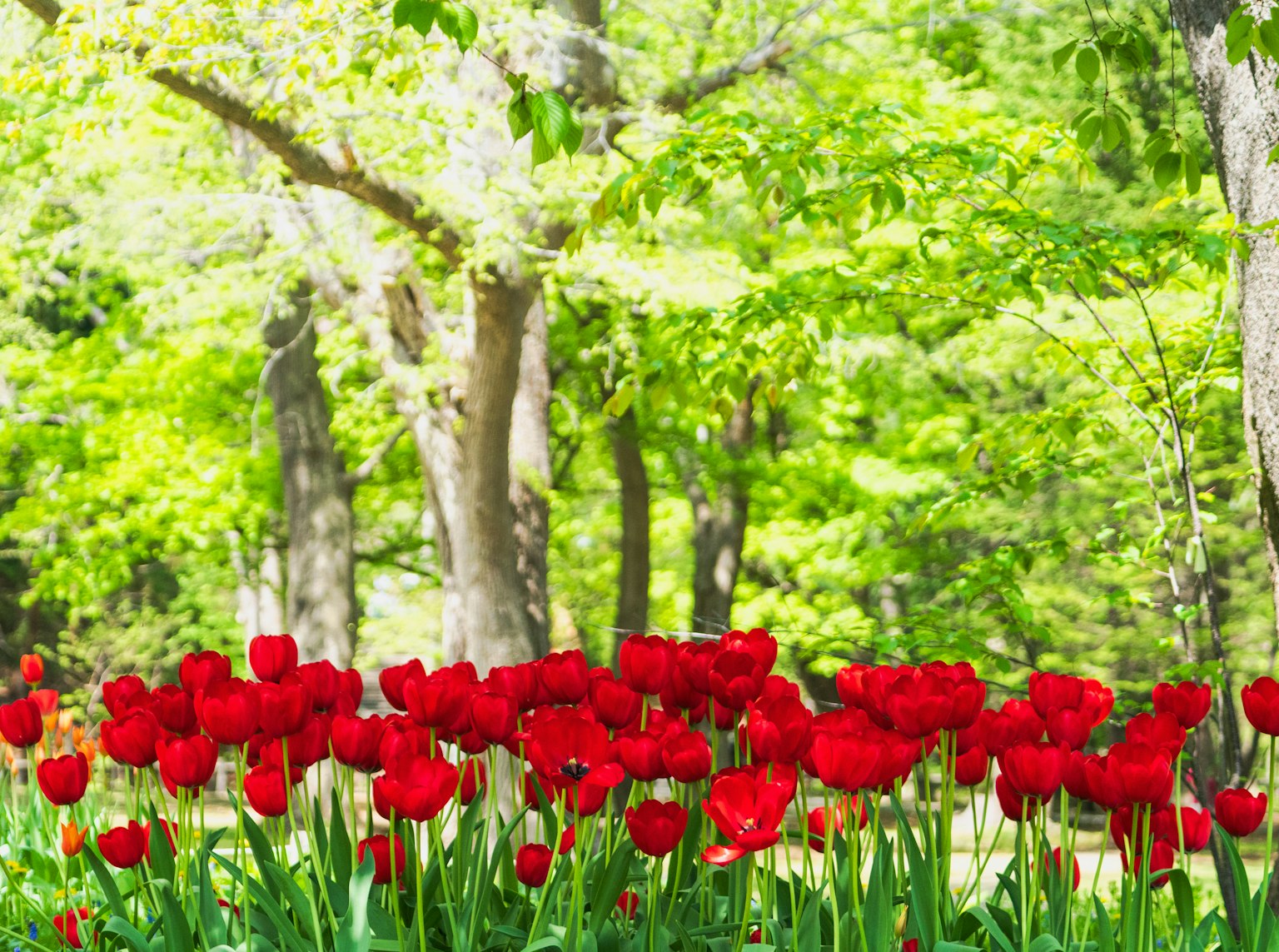 Lebendige rote Tulpen blühen vor üppigen grünen Bäumen