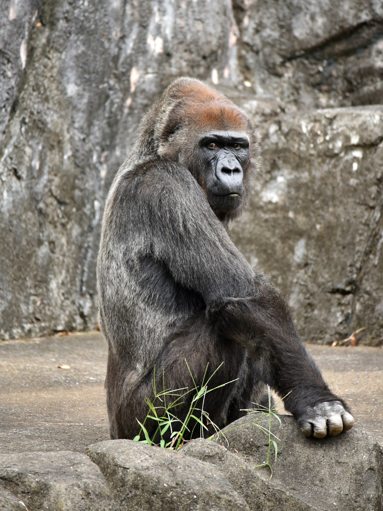 Perfil de un gorila sentado frente a una roca